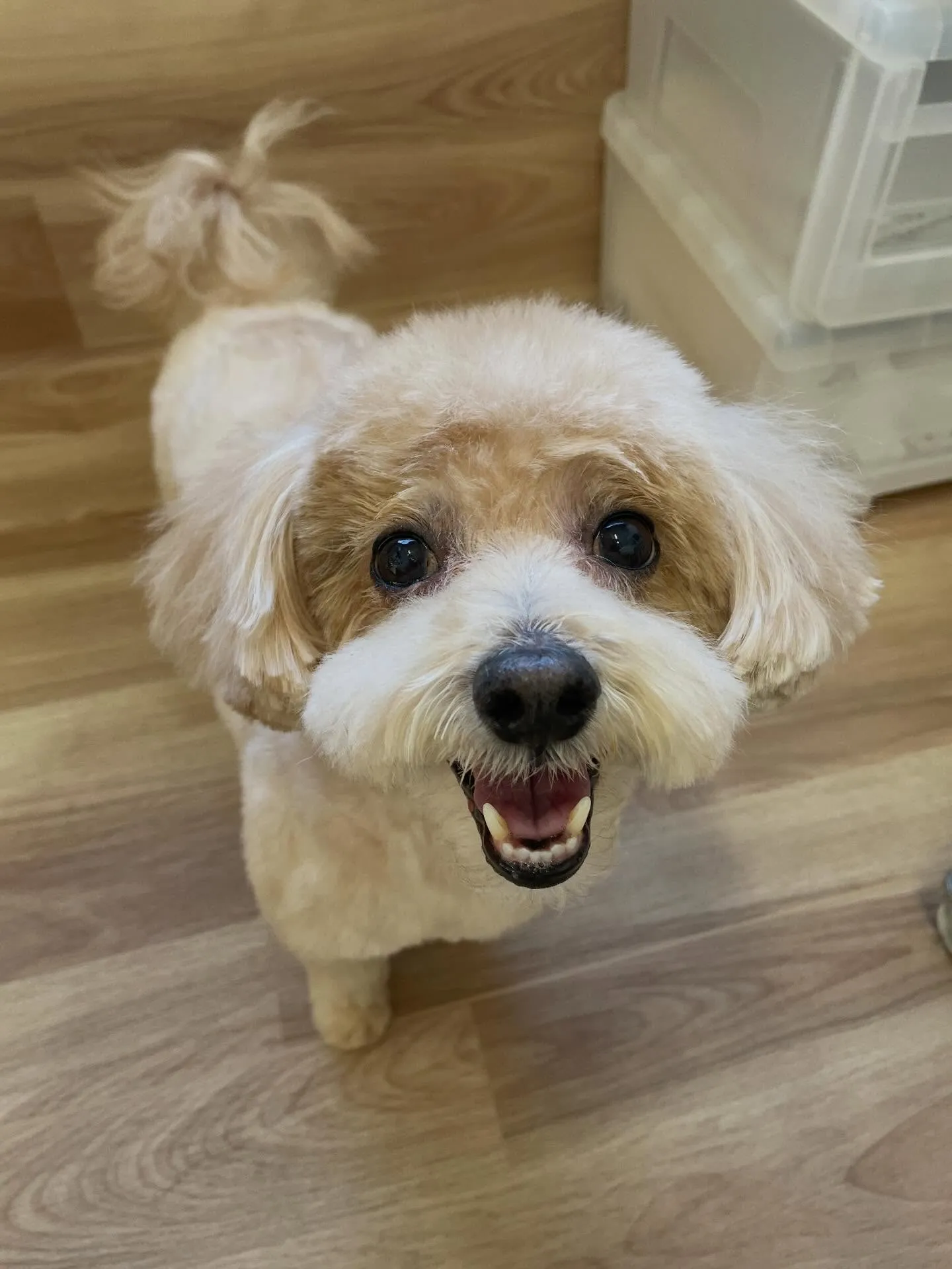 🍃1/6のトリミング🍃ミックス犬🐶｜名東区・千種区・守山区の...