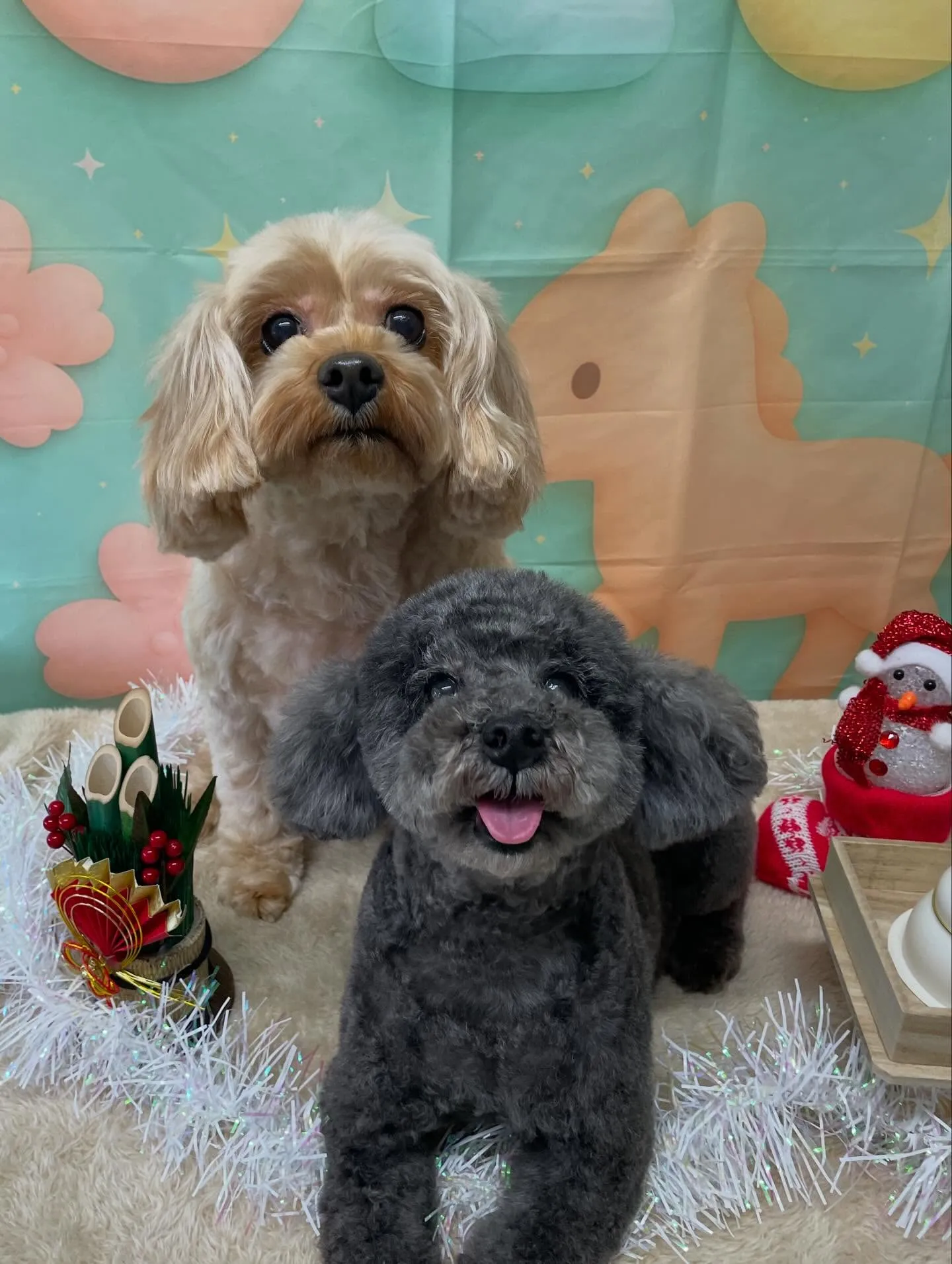 🍃今日のトリミング🍃プードル🐶ミックス犬🐶｜名東区・千種区・...