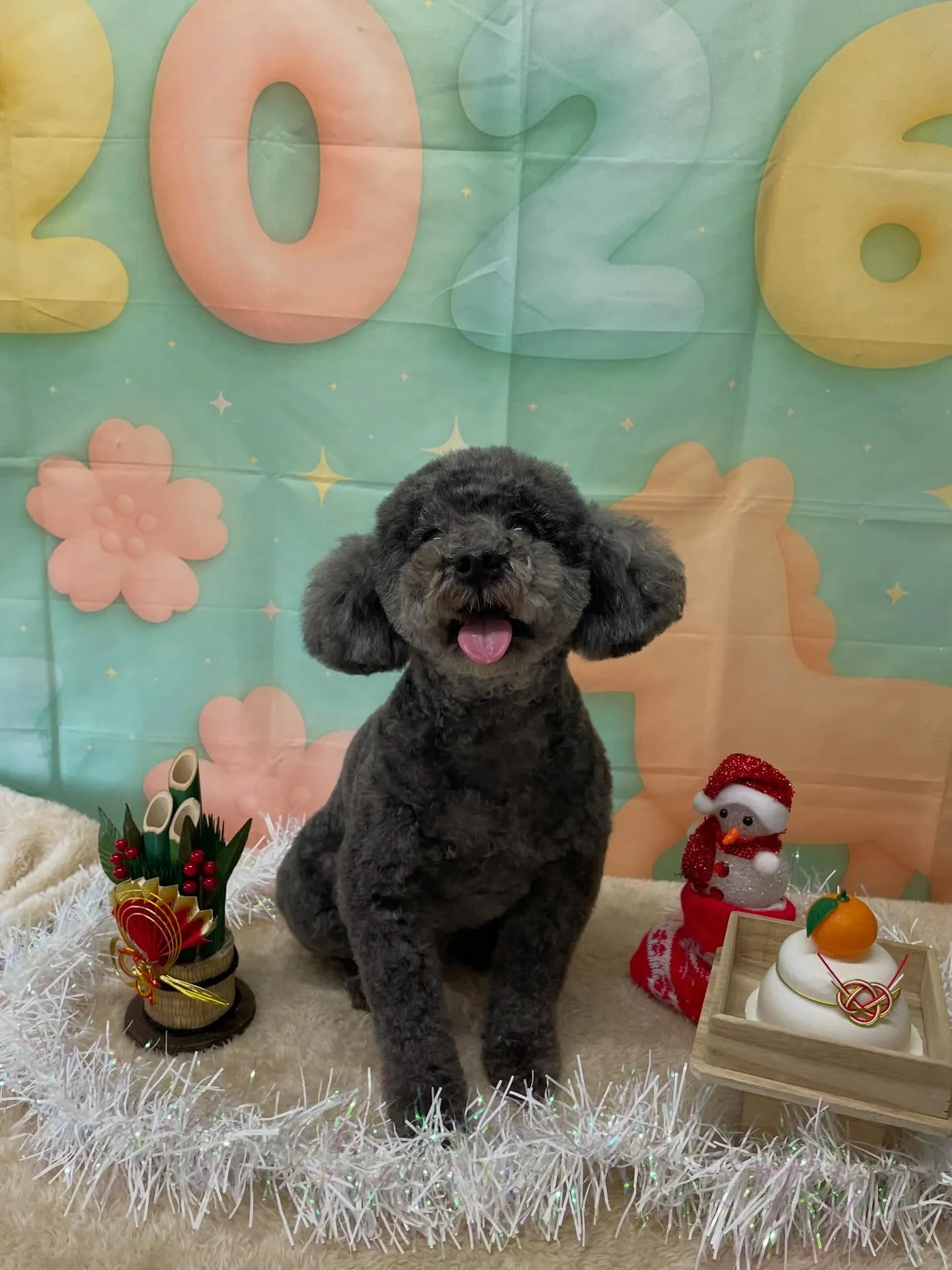 🍃今日のトリミング🍃プードル🐶ミックス犬🐶｜名東区・千種区・...