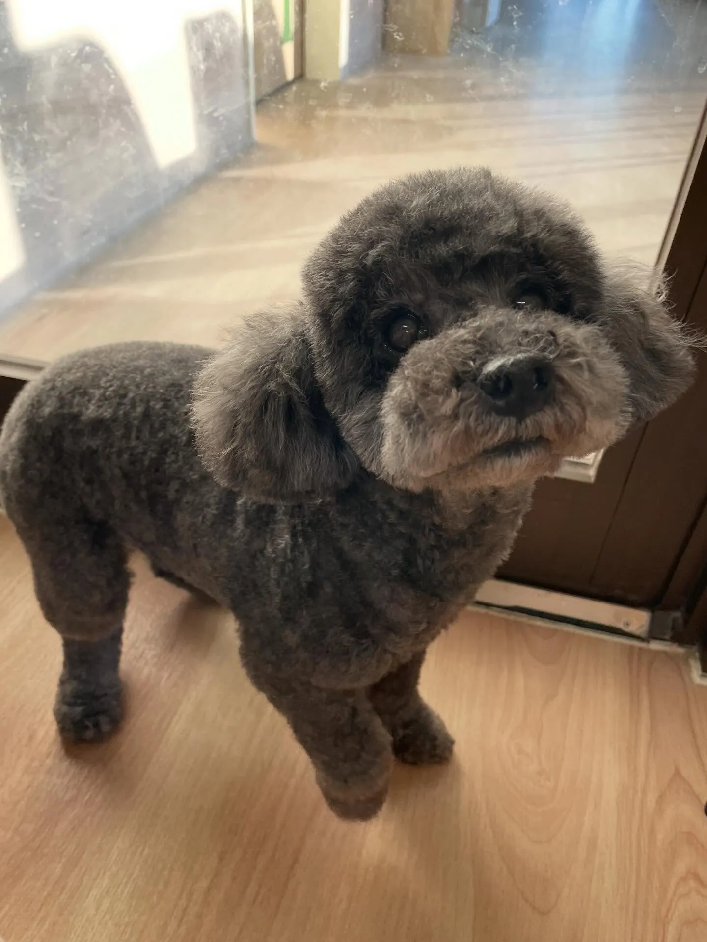 🍃今日のトリミング🍃プードル🐶ミックス犬🐶｜名東区・千種区・...