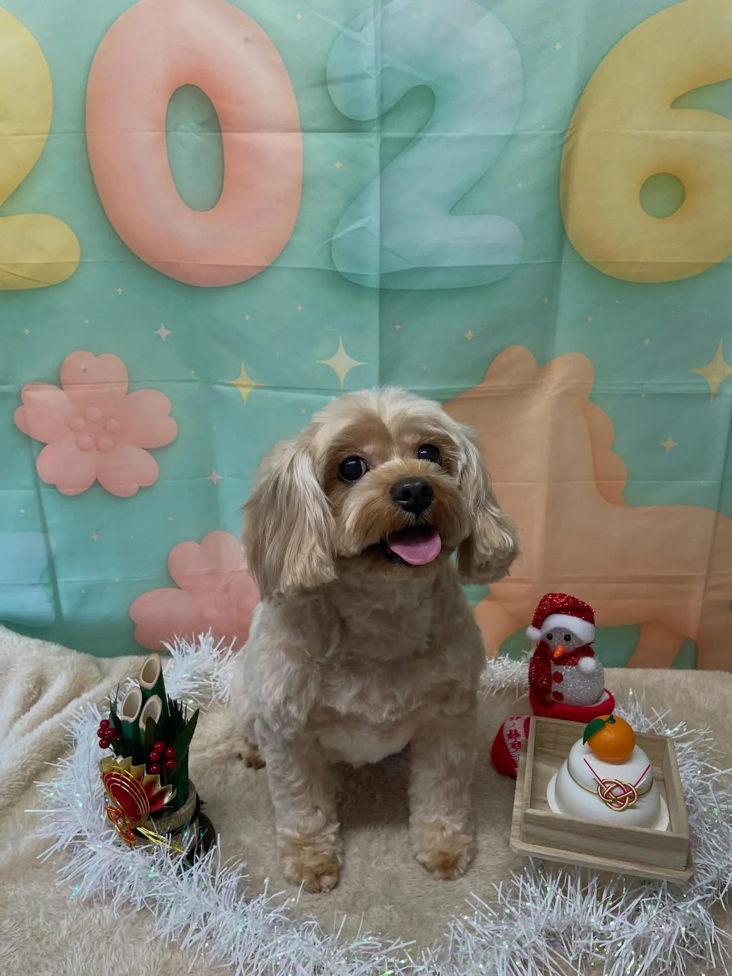 🍃今日のトリミング🍃プードル🐶ミックス犬🐶｜名東区・千種区・...