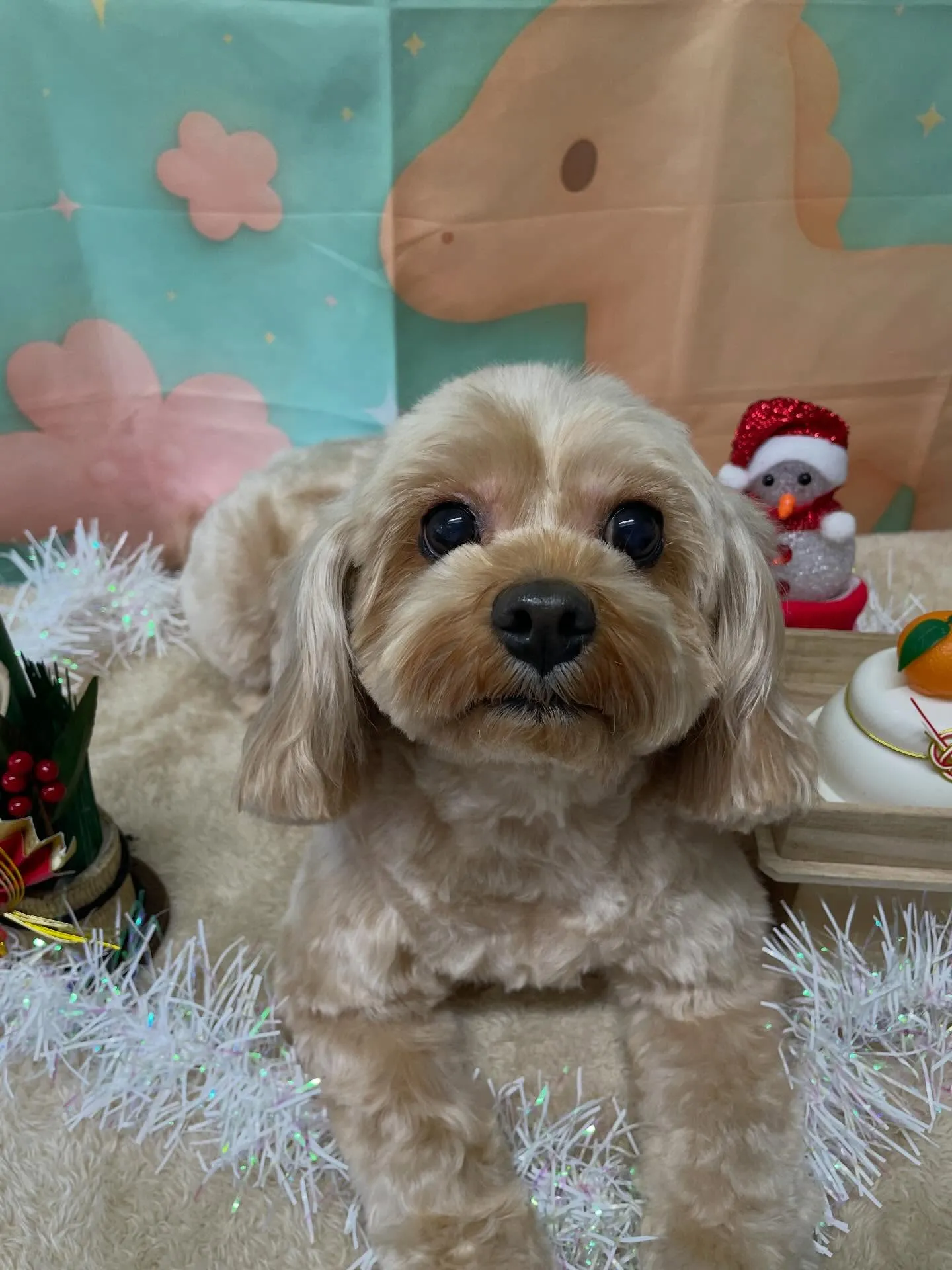 🍃今日のトリミング🍃プードル🐶ミックス犬🐶｜名東区・千種区・...