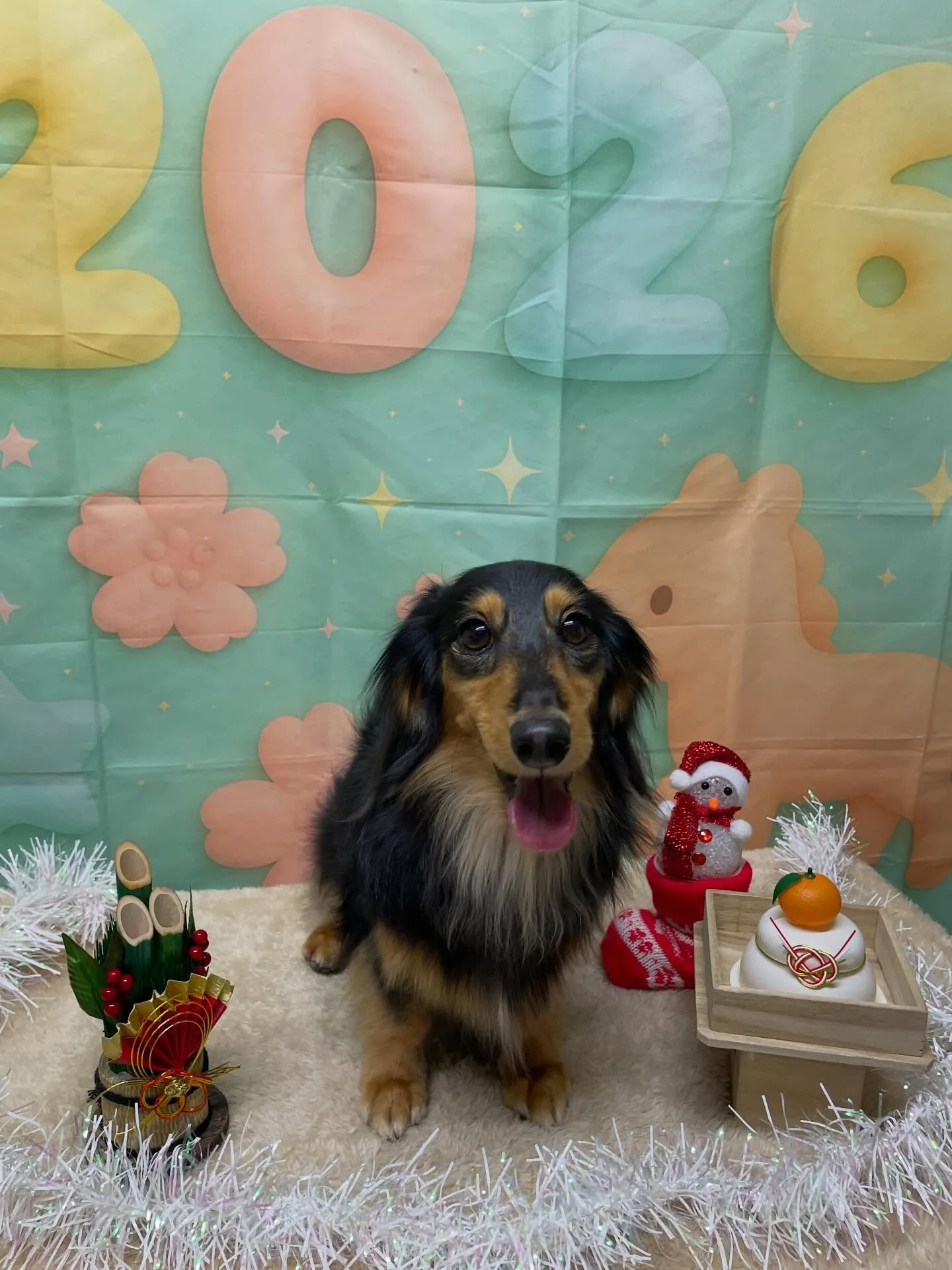 🍃1/6のトリミング🍃ダックス🐶｜名東区・千種区・守山区の動...