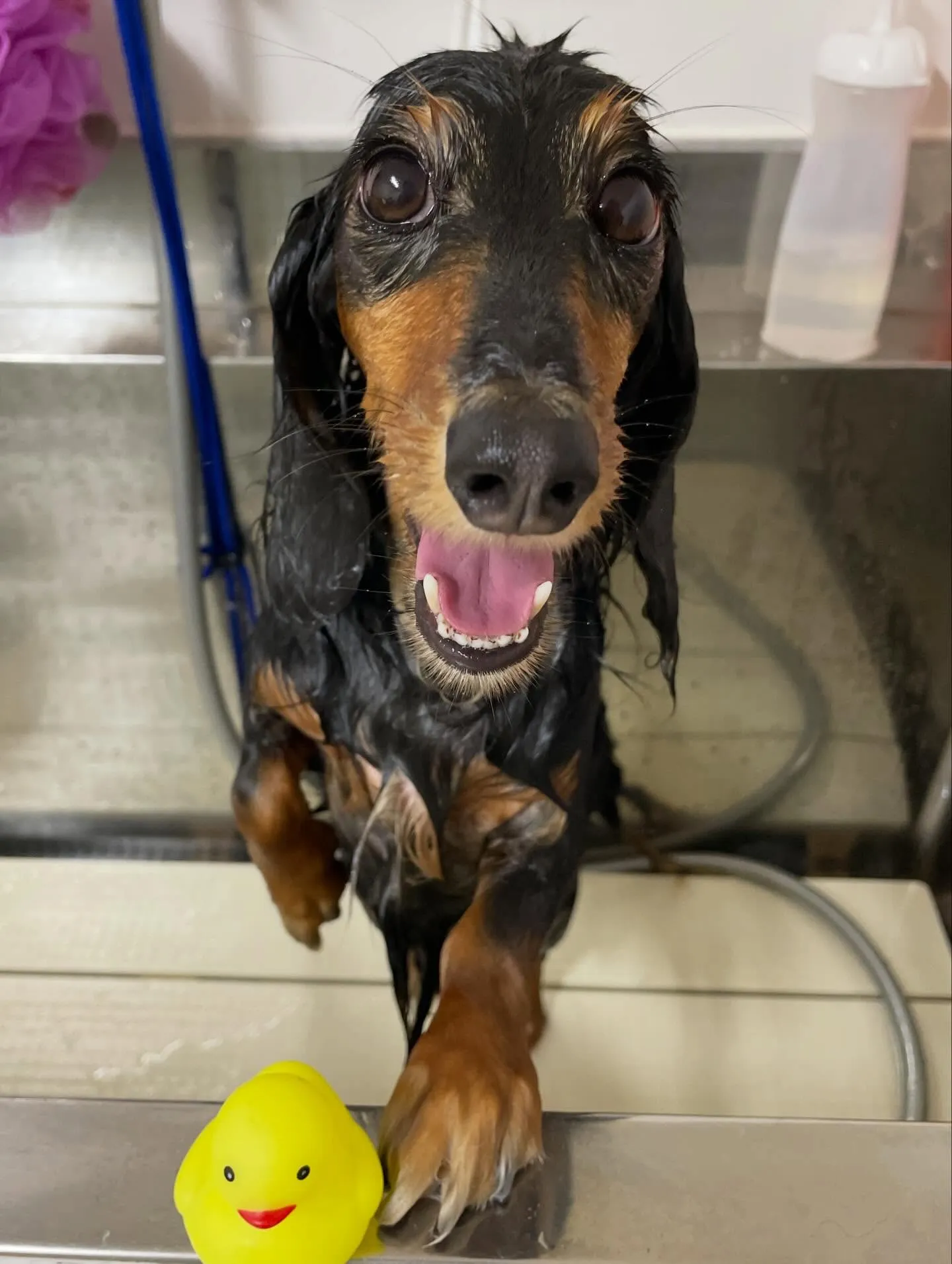 🍃1/6のトリミング🍃ダックス🐶｜名東区・千種区・守山区の動...