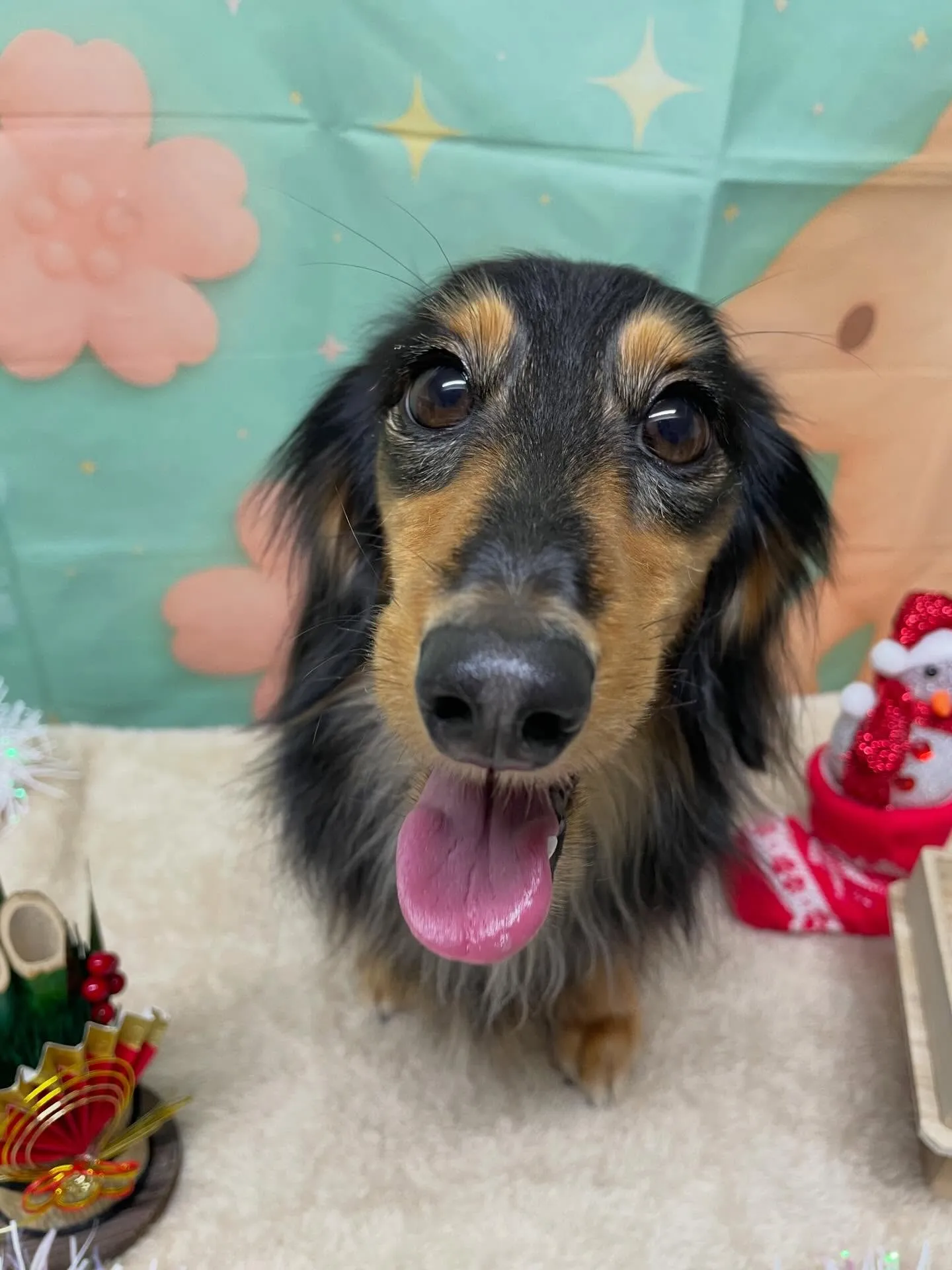 🍃1/6のトリミング🍃ダックス🐶｜名東区・千種区・守山区の動...