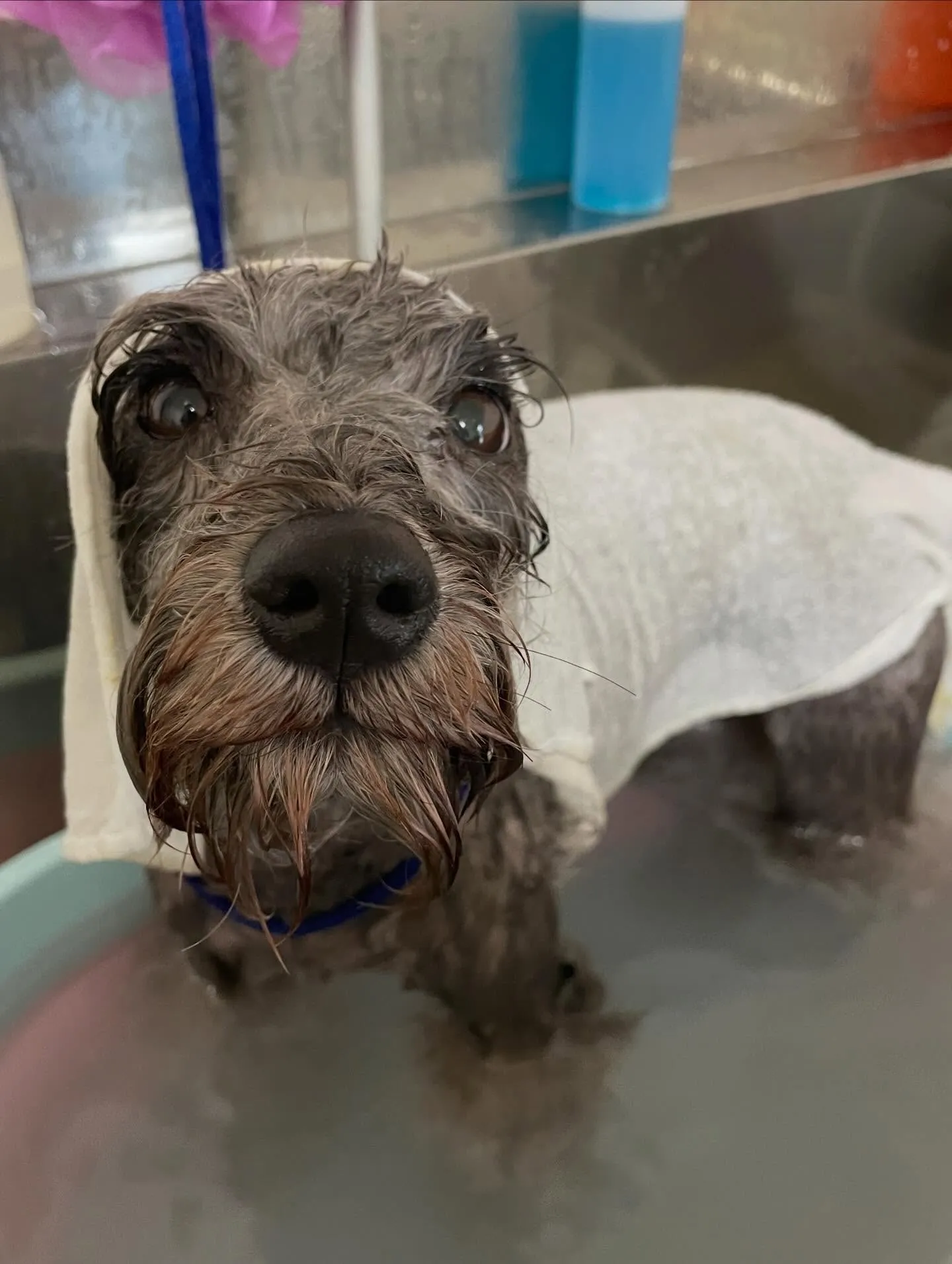 🍃今日のトリミング🍃シュナウザー🐶｜名東区・千種区・守山区の...