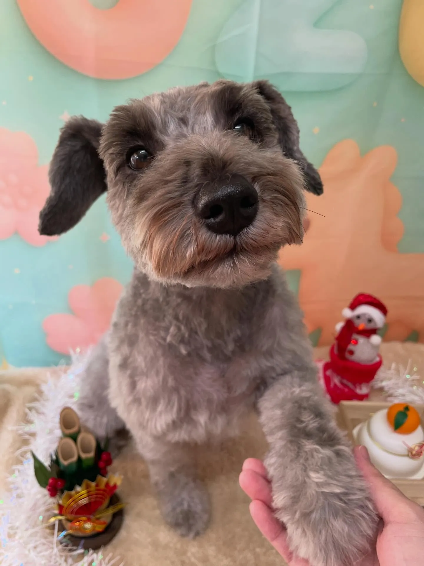 🍃今日のトリミング🍃シュナウザー🐶｜名東区・千種区・守山区の...