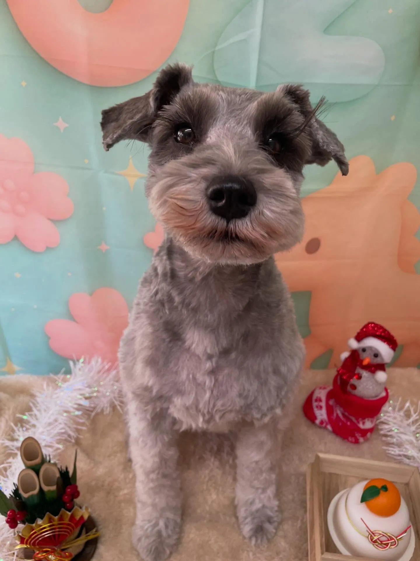🍃今日のトリミング🍃シュナウザー🐶｜名東区・千種区・守山区の...