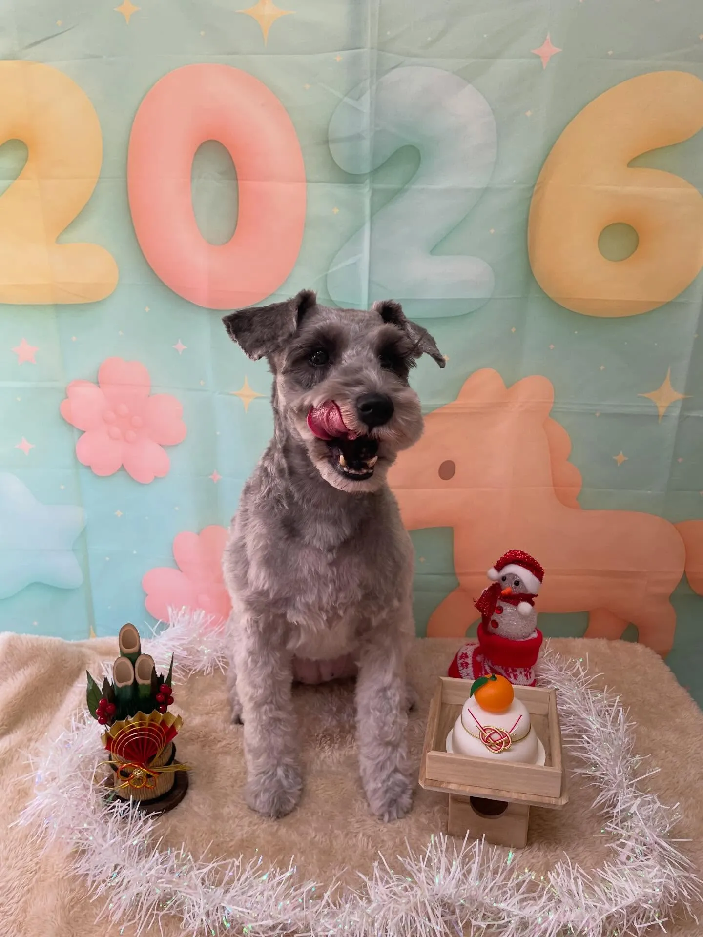 🍃今日のトリミング🍃シュナウザー🐶｜名東区・千種区・守山区の...