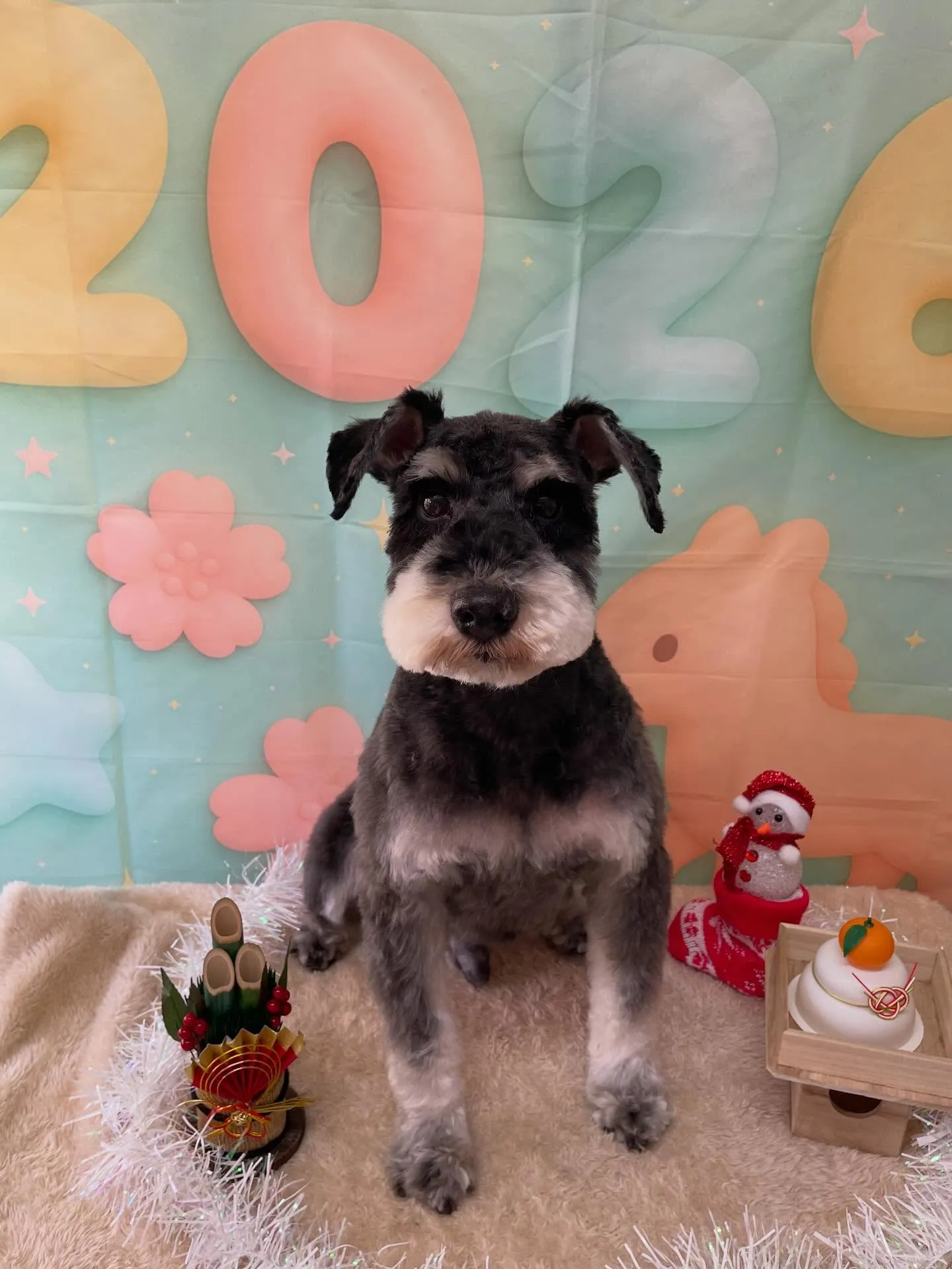 🍃今日のトリミング🍃シュナウザー🐶｜名東区・千種区・守山区の...