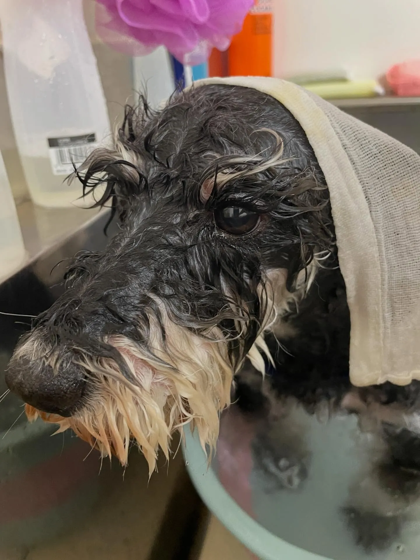 🍃今日のトリミング🍃シュナウザー🐶｜名東区・千種区・守山区の...