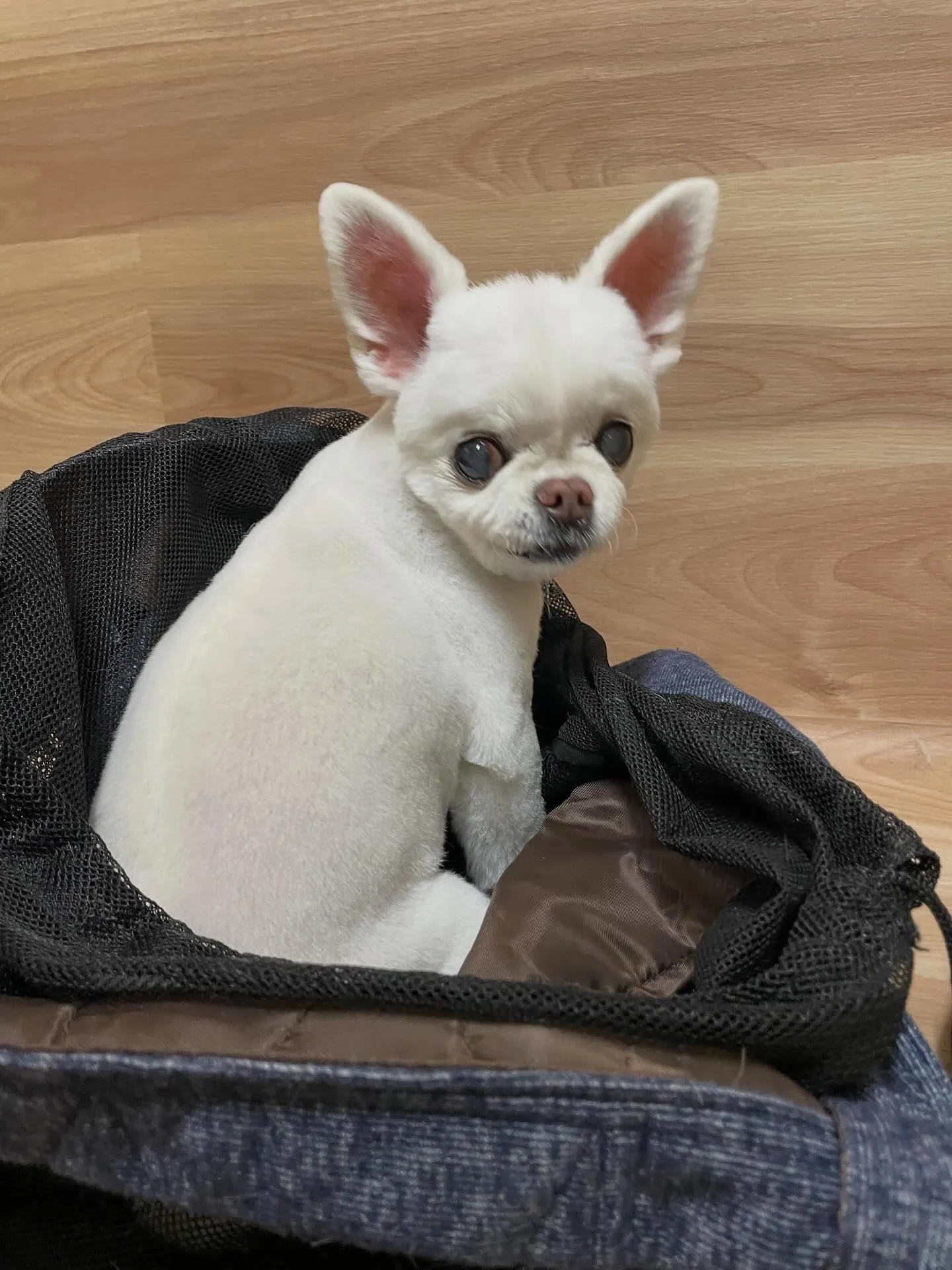 🍃今日のトリミング🍃チワワ🐶｜名東区・千種区・守山区の動物病...