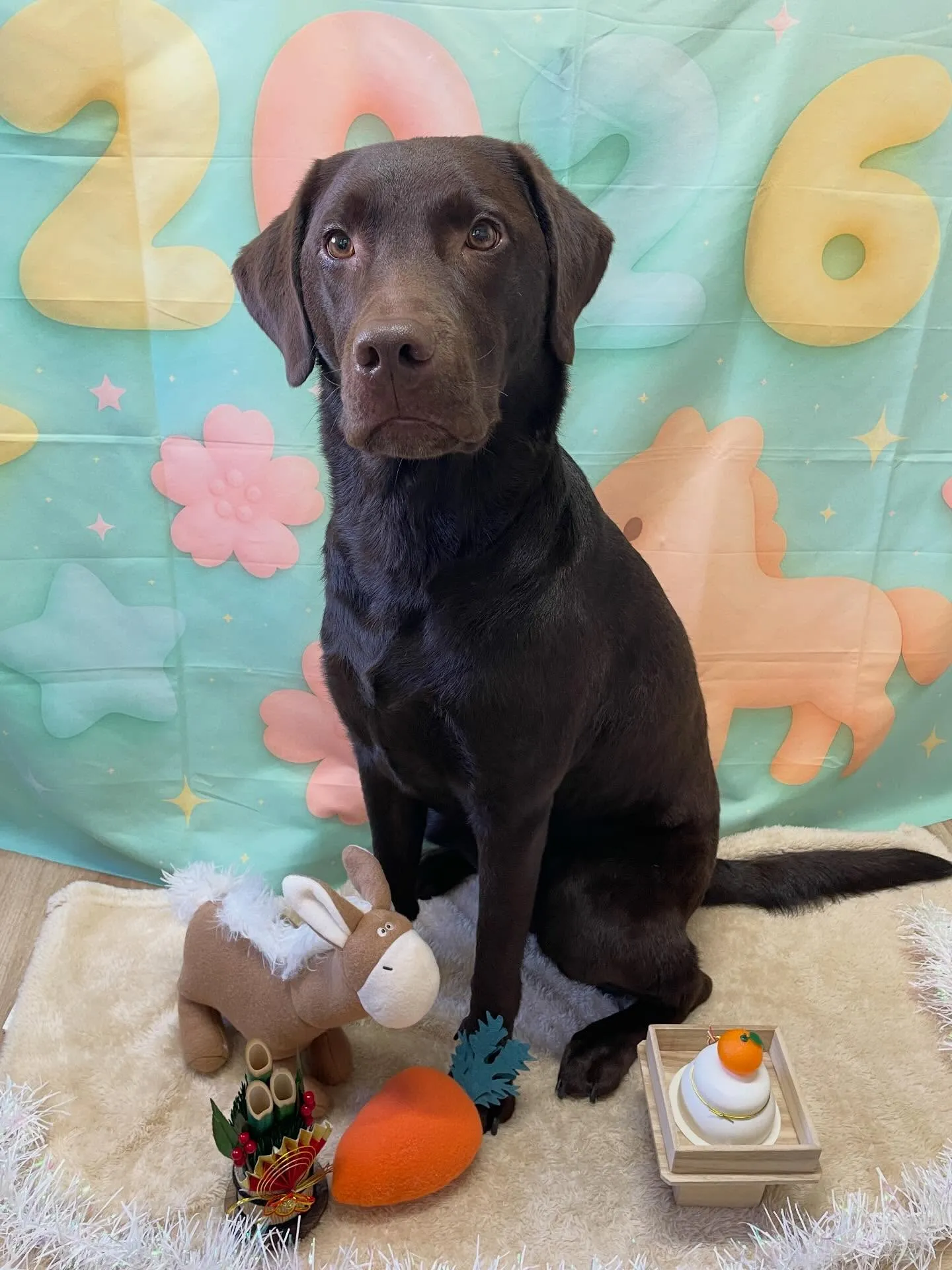 🍃1/9のトリミング🍃ラブラドールレトリバー🐶｜名東区・千種...