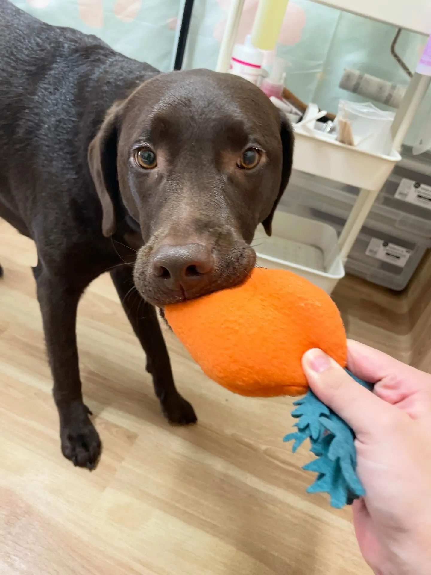 🍃1/9のトリミング🍃ラブラドールレトリバー🐶｜名東区・千種...