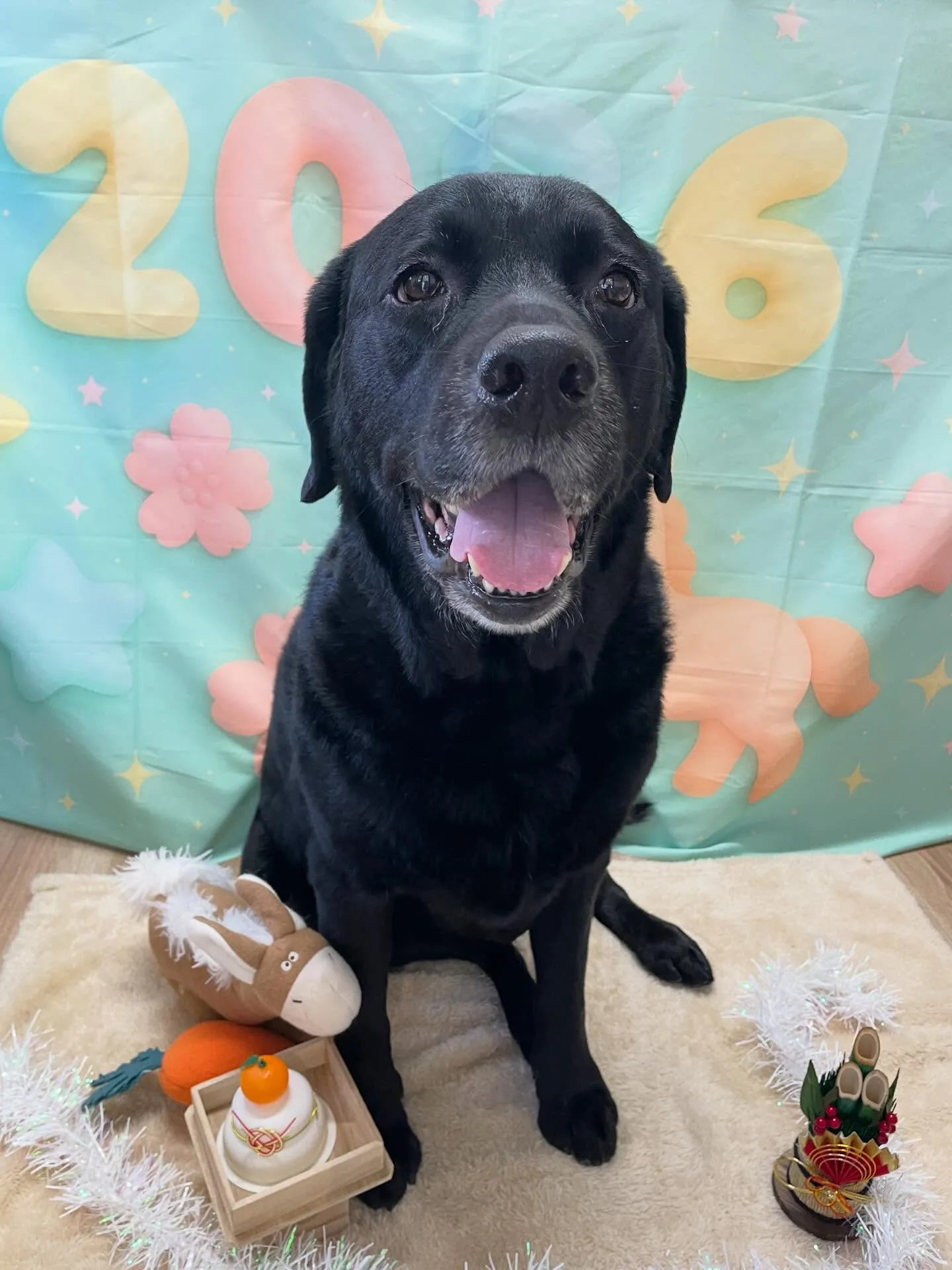 🍃1/9のトリミング🍃ラブラドールレトリバー🐶｜名東区・千種...