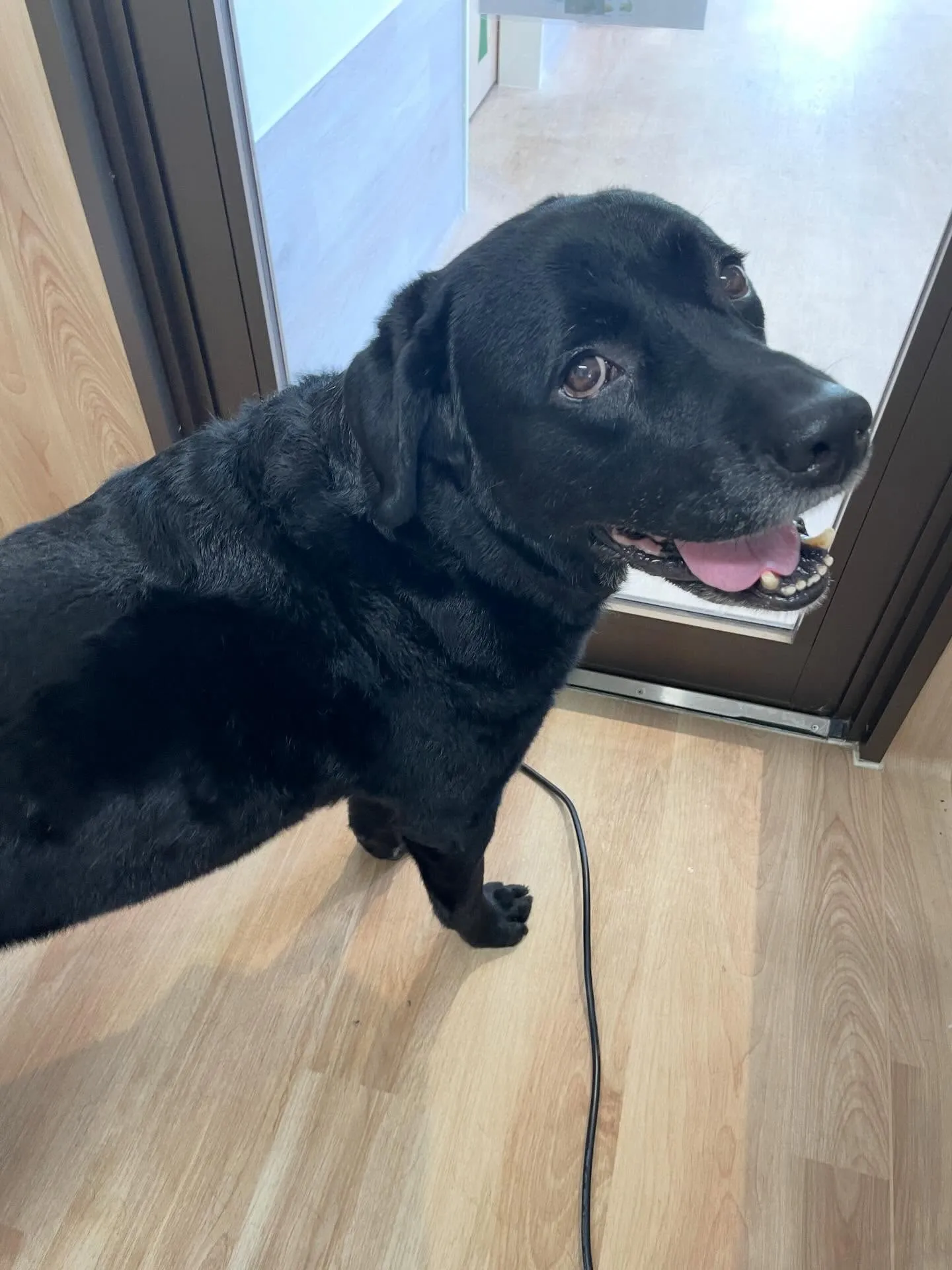 🍃1/9のトリミング🍃ラブラドールレトリバー🐶｜名東区・千種...