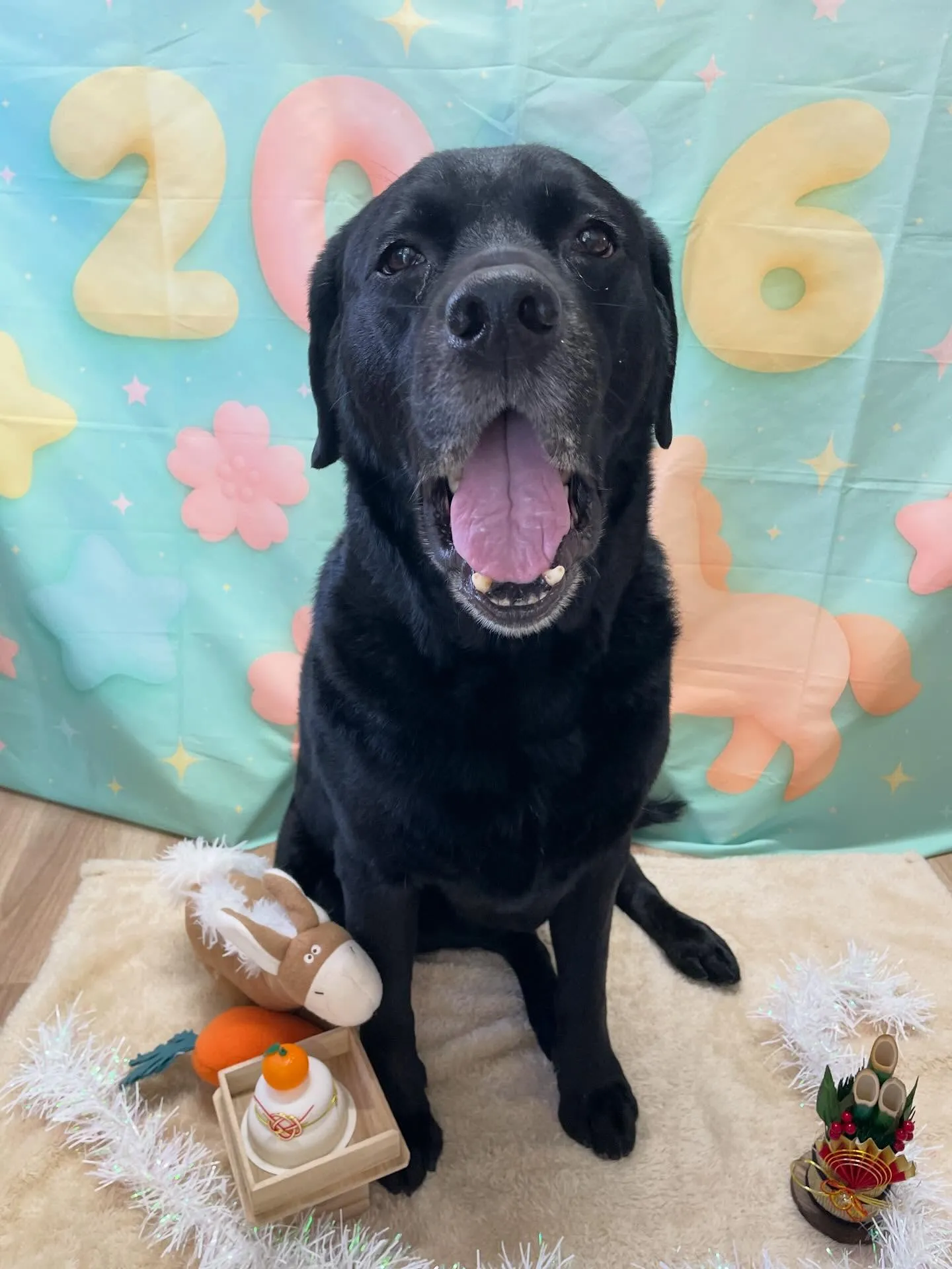 🍃1/9のトリミング🍃ラブラドールレトリバー🐶｜名東区・千種...