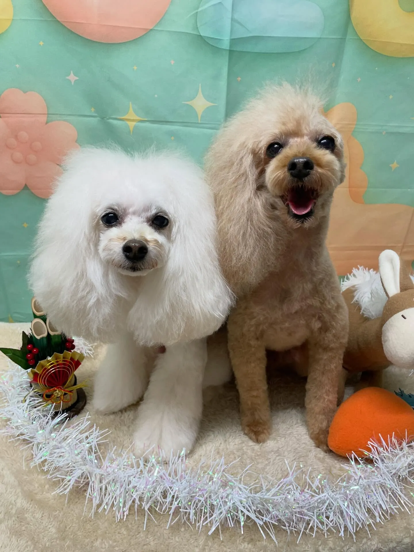 🍃1/9のトリミング🍃プードル🐶｜名東区・千種区・守山区の動...