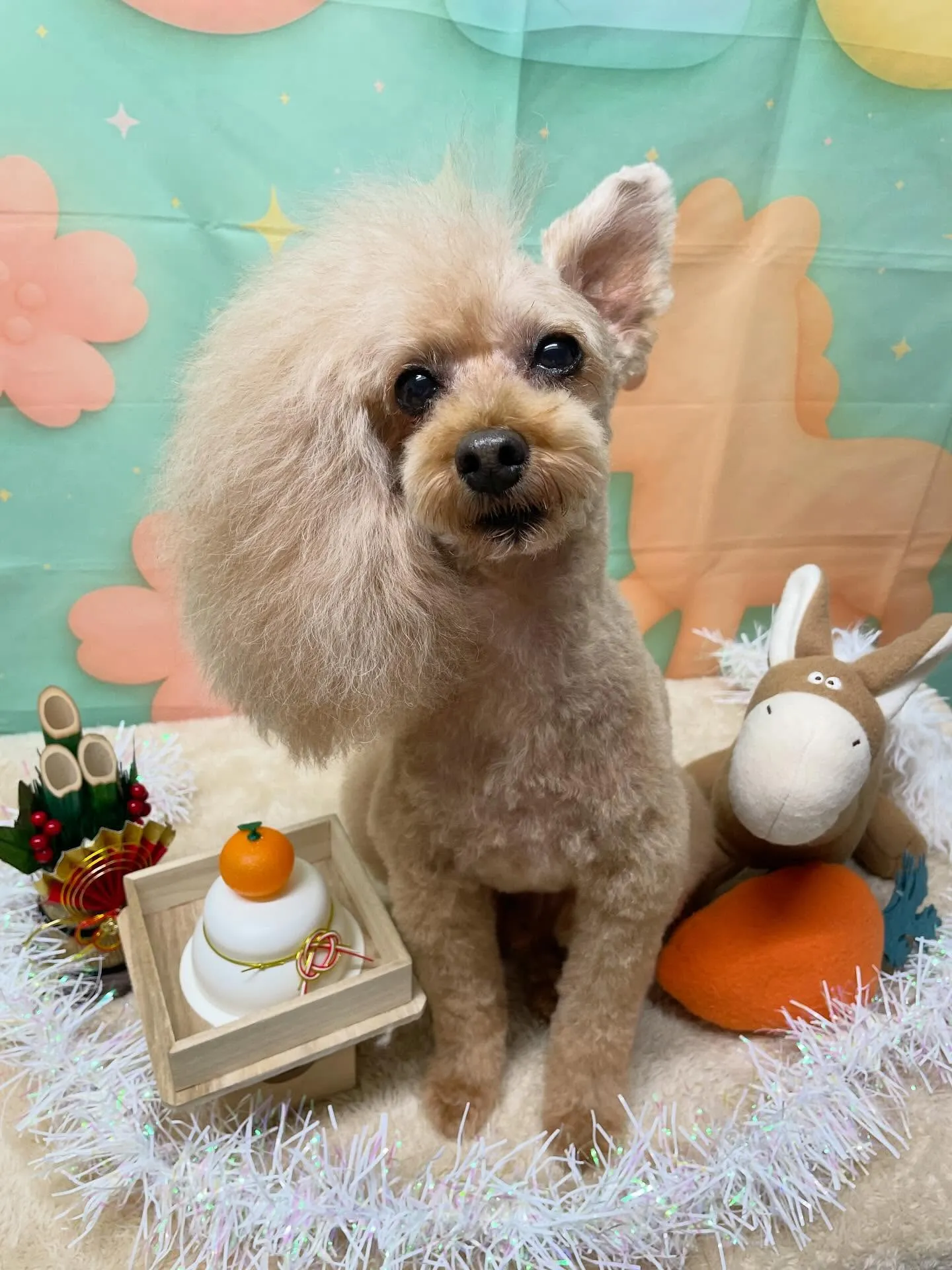 🍃1/9のトリミング🍃プードル🐶｜名東区・千種区・守山区の動...