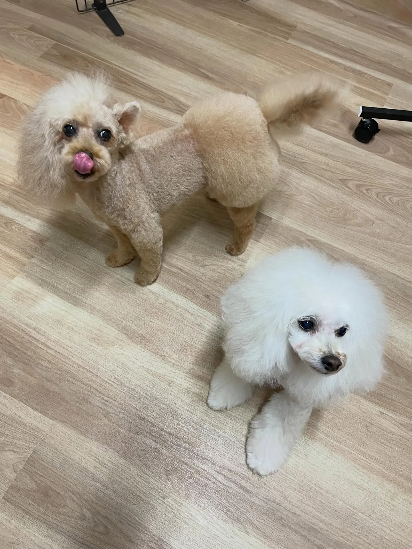 🍃1/9のトリミング🍃プードル🐶｜名東区・千種区・守山区の動...