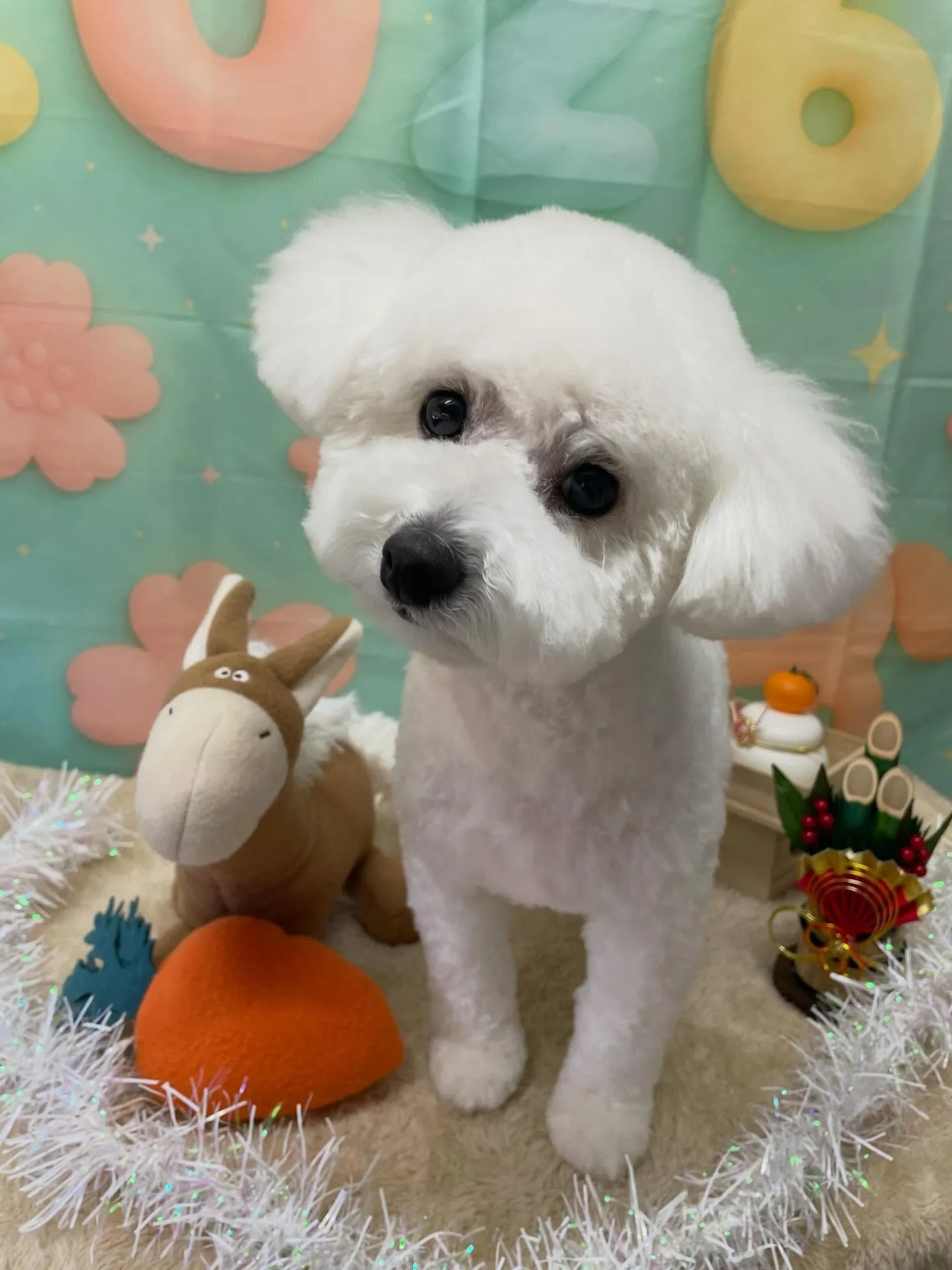 🍃1/10のトリミング🍃プードル🐶｜名東区・千種区・守山区の...