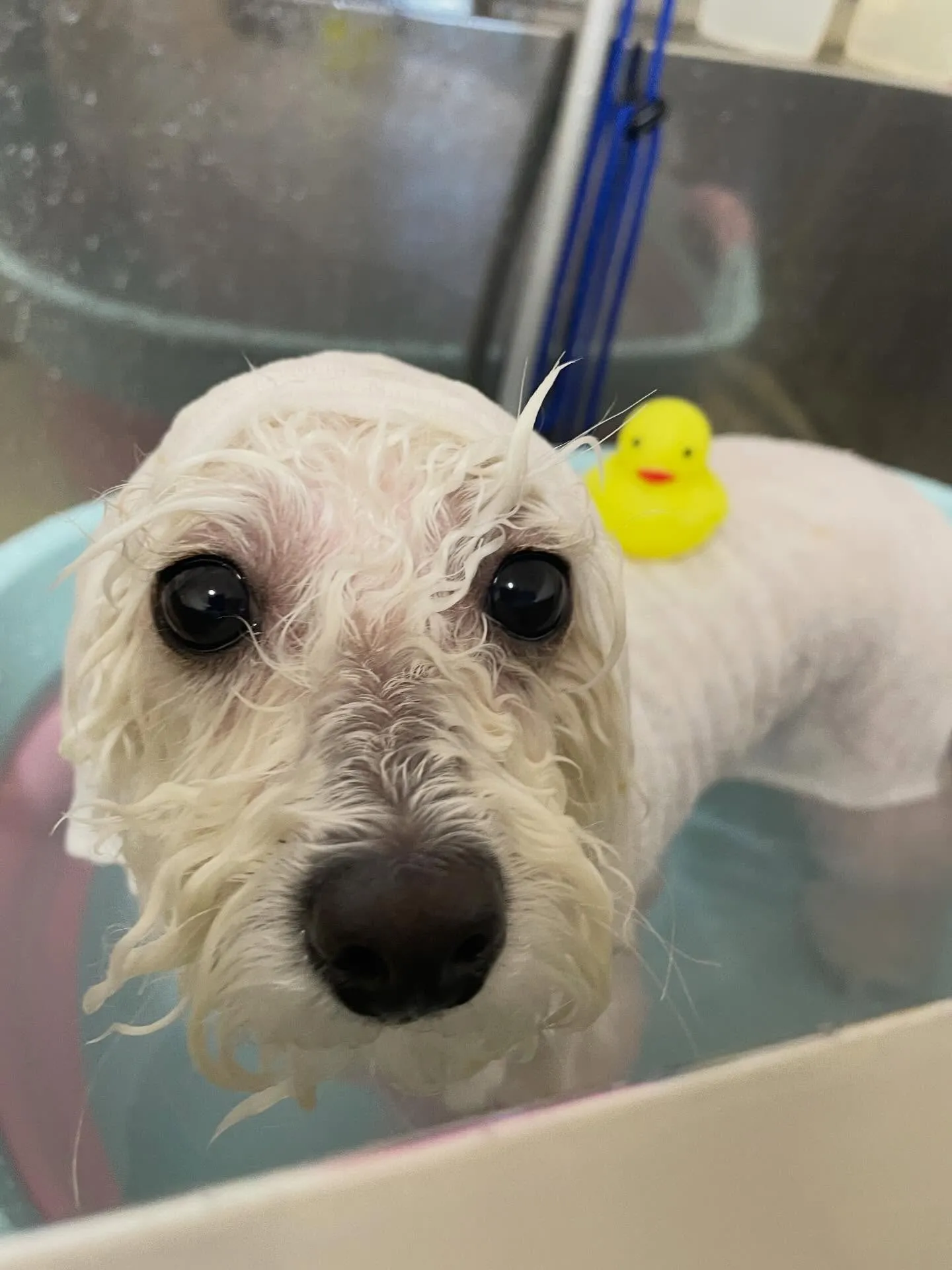 🍃1/10のトリミング🍃プードル🐶｜名東区・千種区・守山区の...