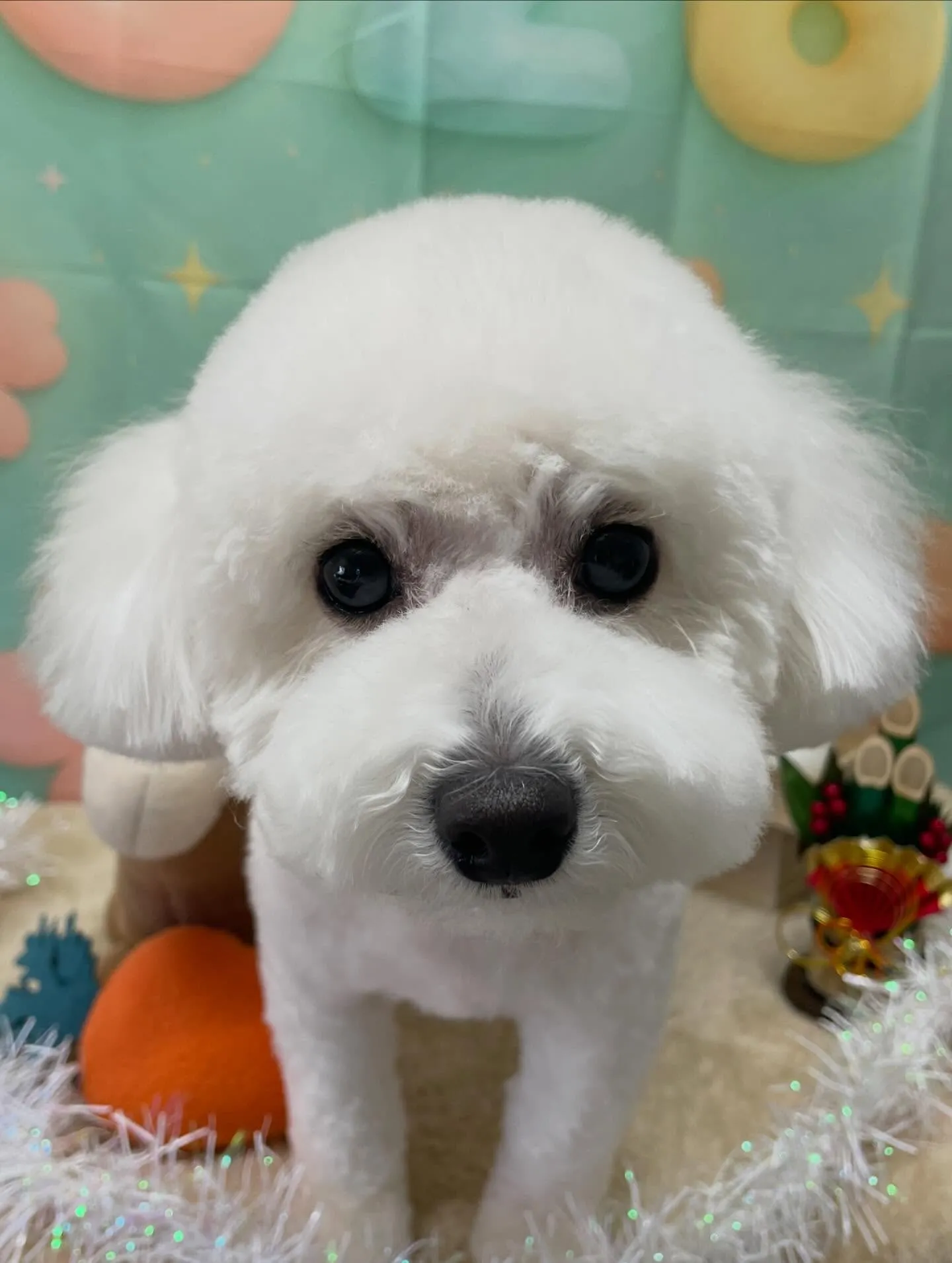 🍃1/10のトリミング🍃プードル🐶｜名東区・千種区・守山区の...