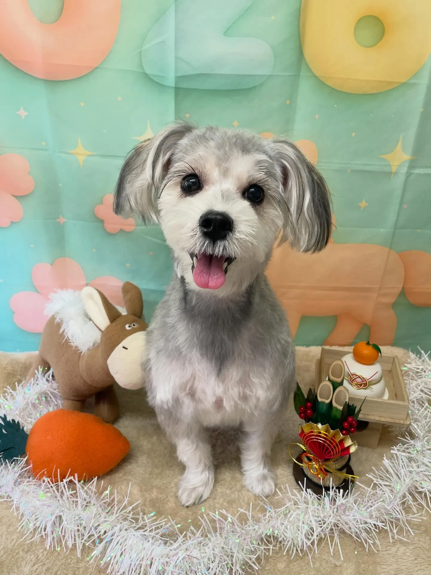 🍃1/10のトリミング🍃ミックス犬🐶｜名東区・千種区・守山区...