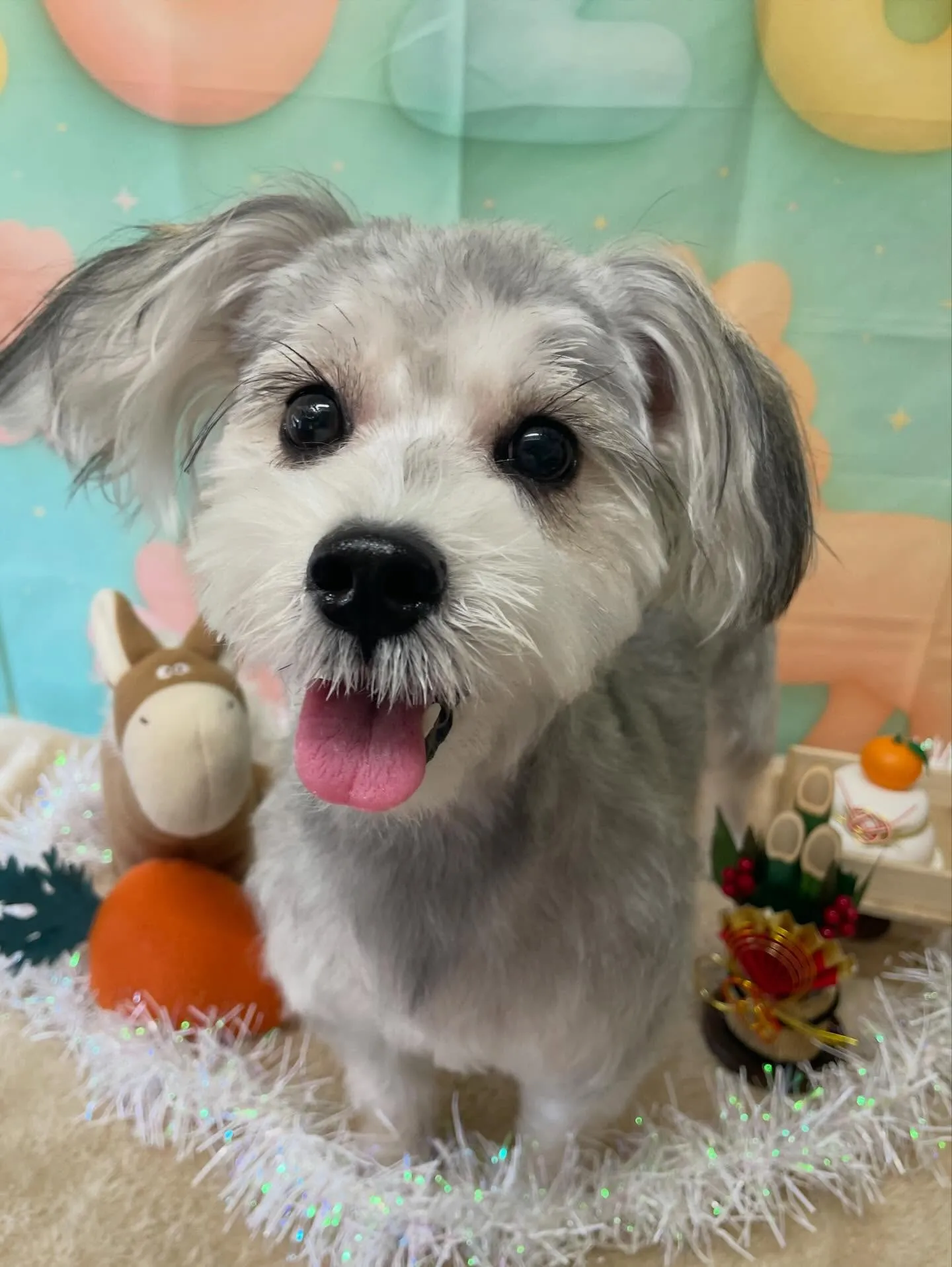 🍃1/10のトリミング🍃ミックス犬🐶｜名東区・千種区・守山区...