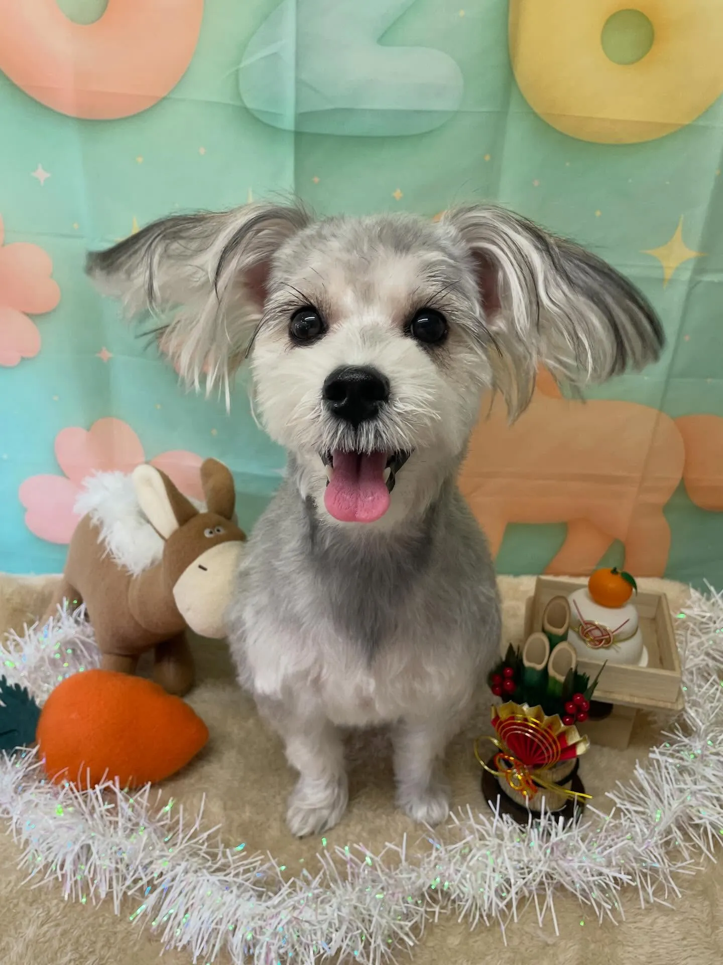 🍃1/10のトリミング🍃ミックス犬🐶｜名東区・千種区・守山区...