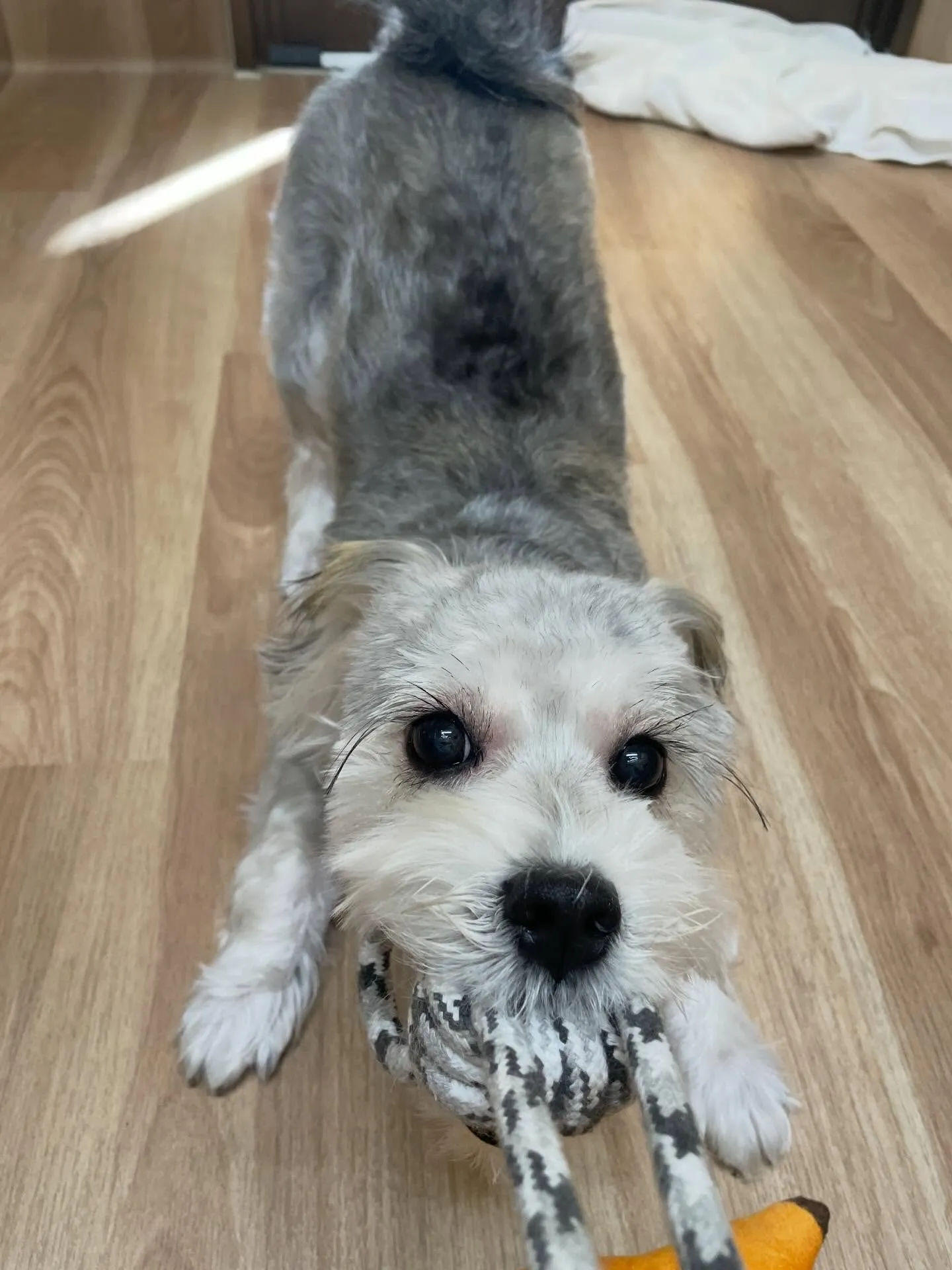 🍃1/10のトリミング🍃ミックス犬🐶｜名東区・千種区・守山区...