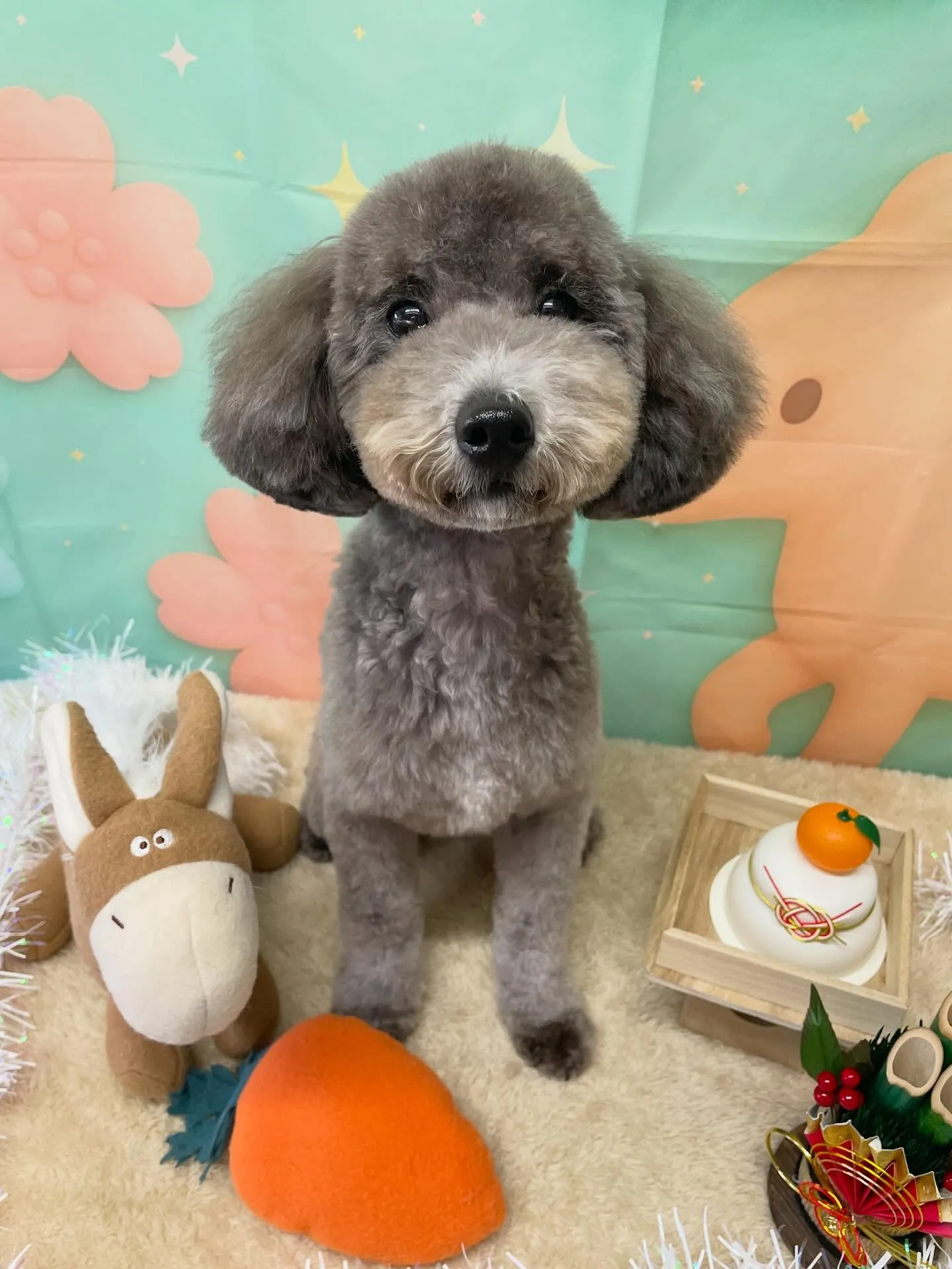 🍃1/11のトリミング🍃プードル🐶｜名東区・千種区・守山区の...