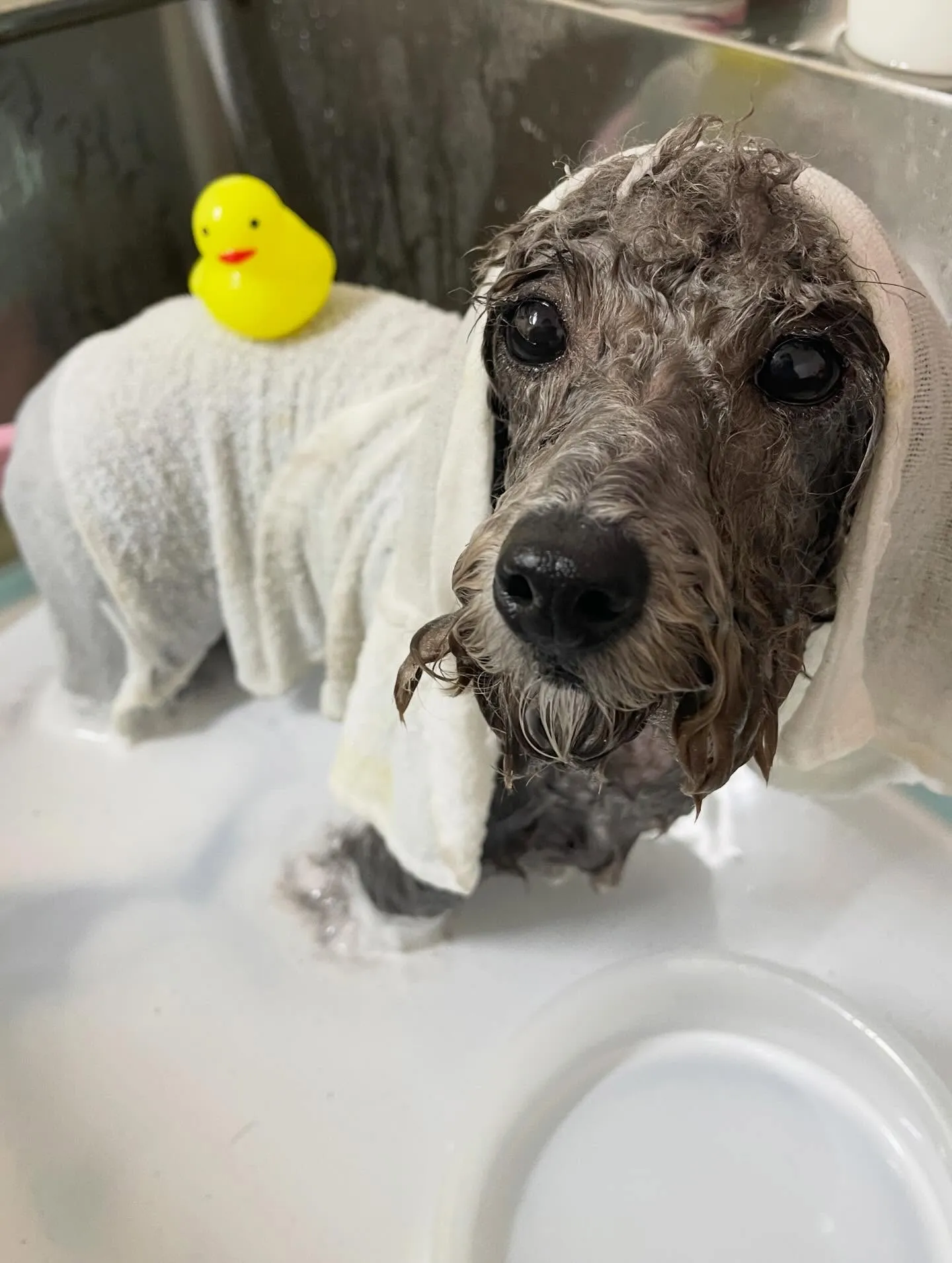 🍃1/11のトリミング🍃プードル🐶｜名東区・千種区・守山区の...