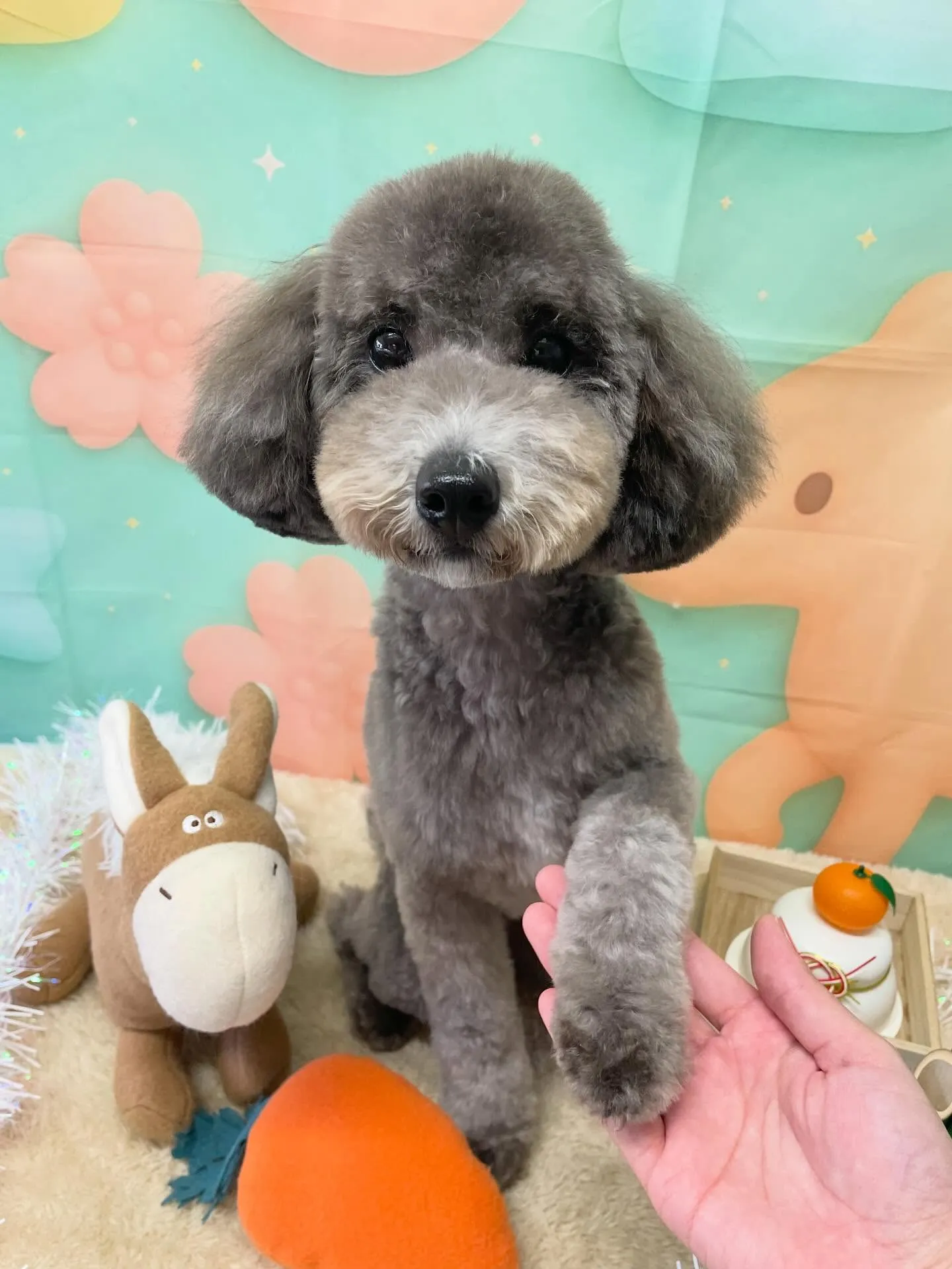 🍃1/11のトリミング🍃プードル🐶｜名東区・千種区・守山区の...