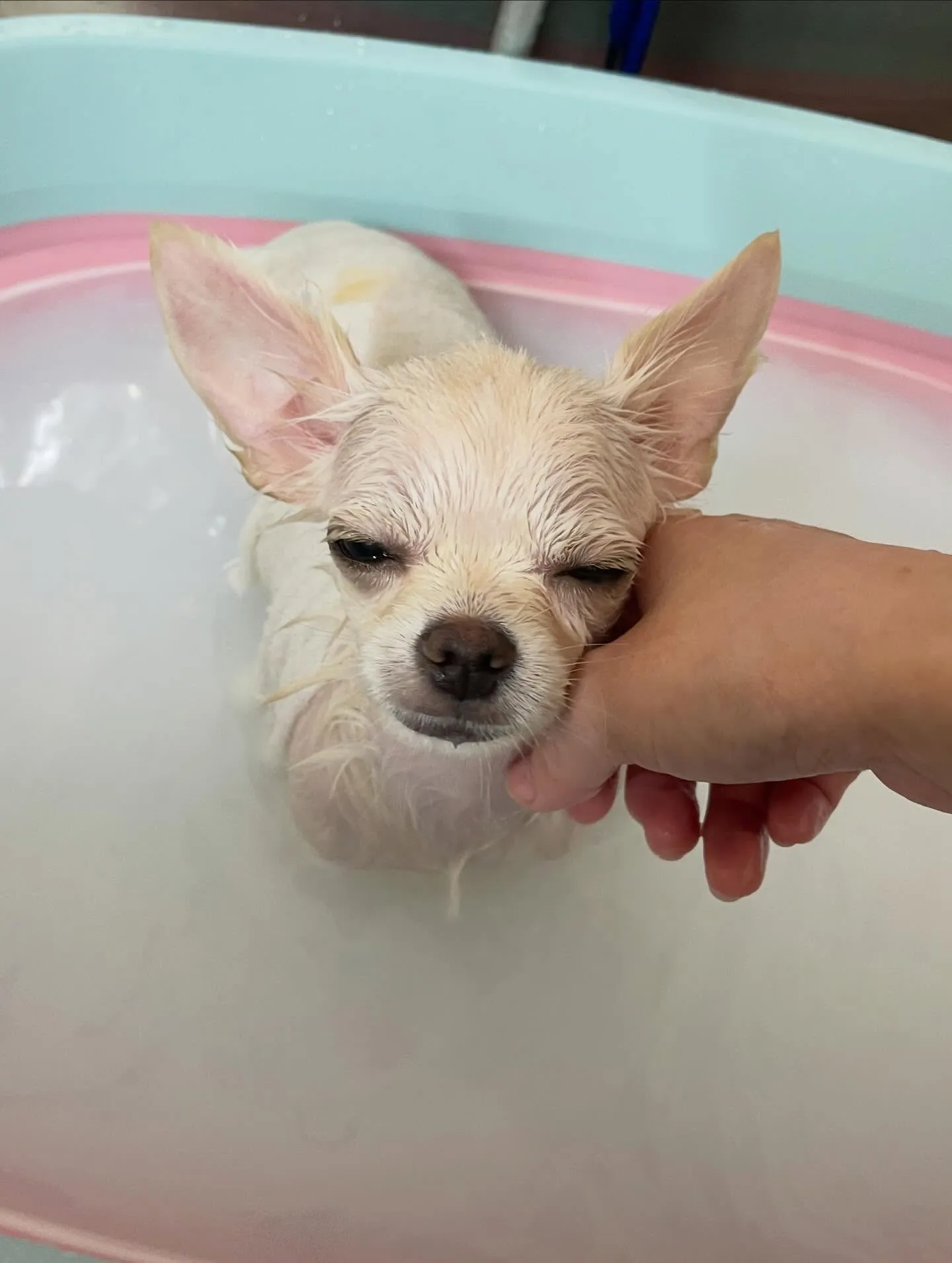 🍃1/11のトリミング🍃チワワ🐶｜名東区・千種区・守山区の動...
