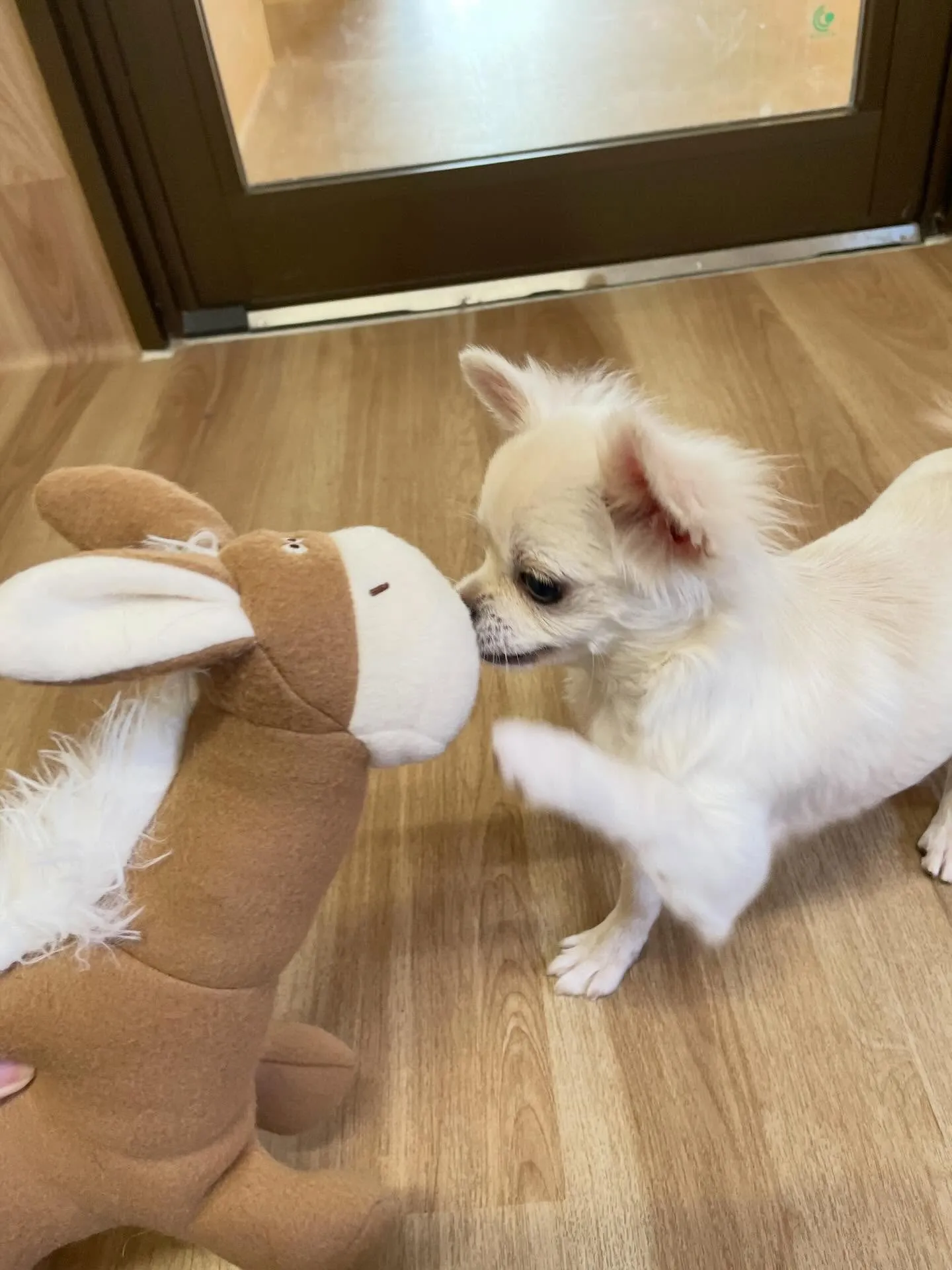 🍃1/11のトリミング🍃チワワ🐶｜名東区・千種区・守山区の動...