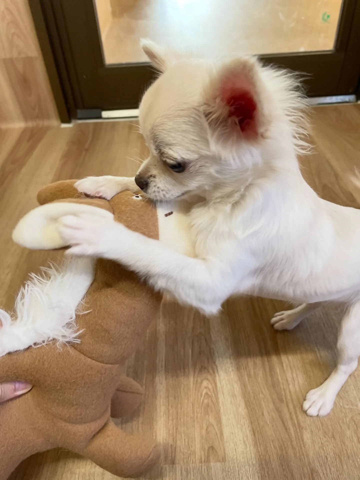 🍃1/11のトリミング🍃チワワ🐶｜名東区・千種区・守山区の動...