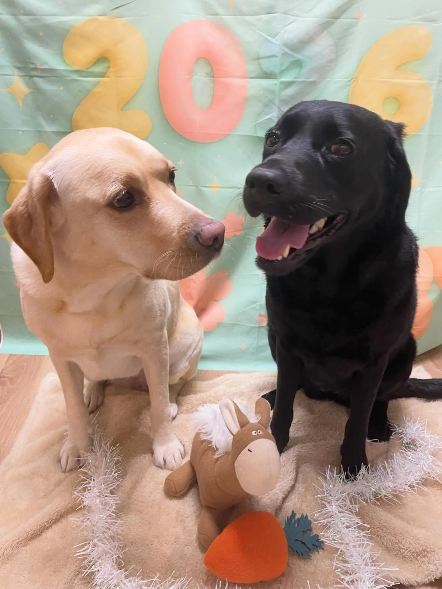 🍃1/11のトリミング🍃ラブラドールレトリバー🐶｜名東区・千...