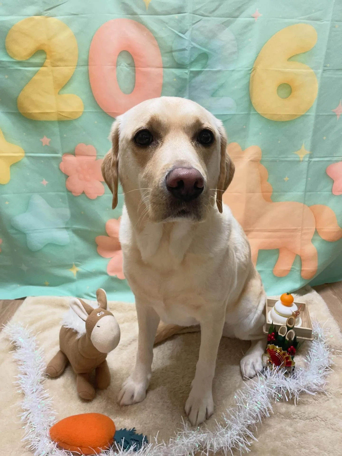 🍃1/11のトリミング🍃ラブラドールレトリバー🐶｜名東区・千...