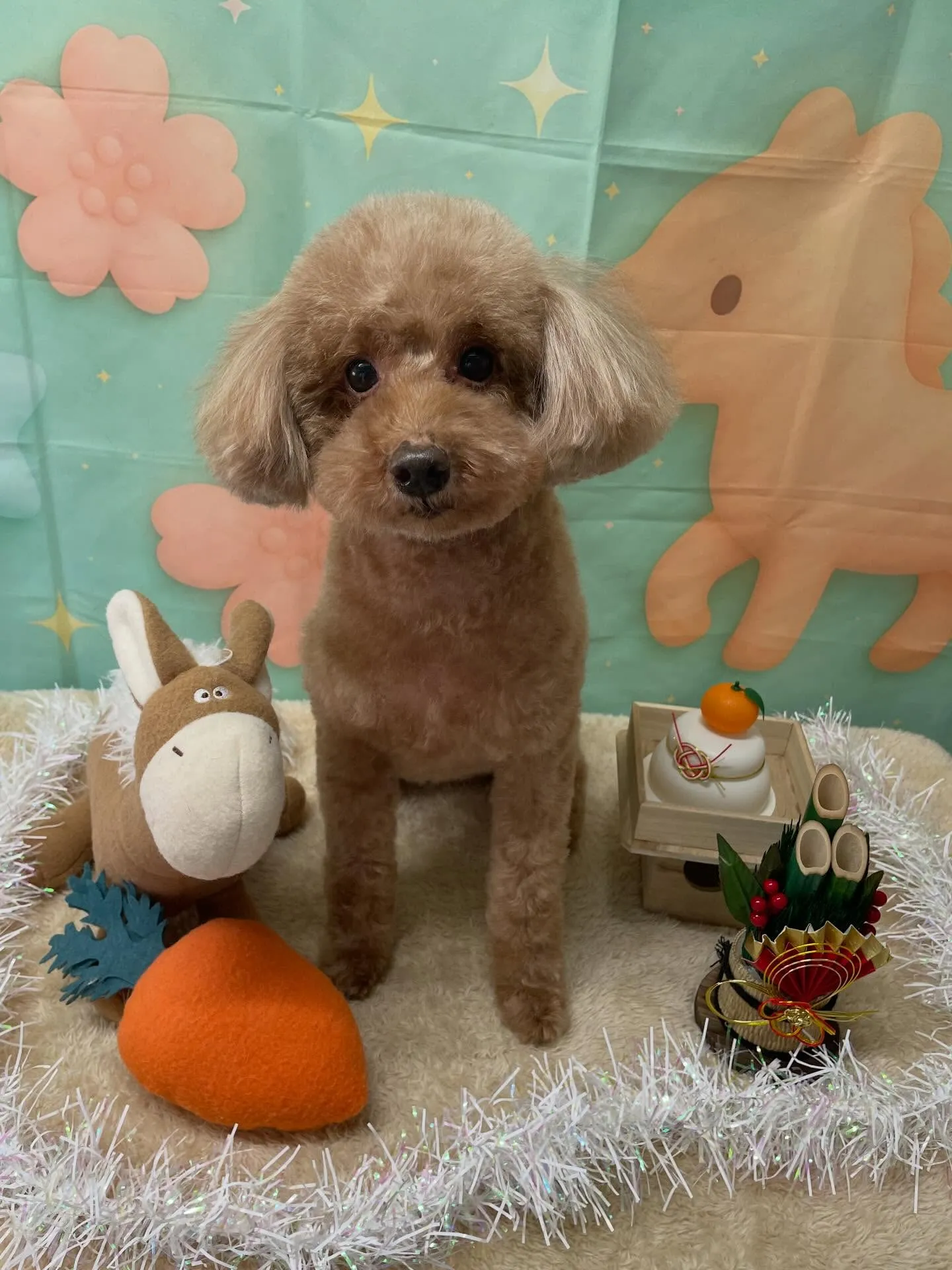 🍃1/13のトリミング🍃プードル🐶｜名東区・千種区・守山区の...