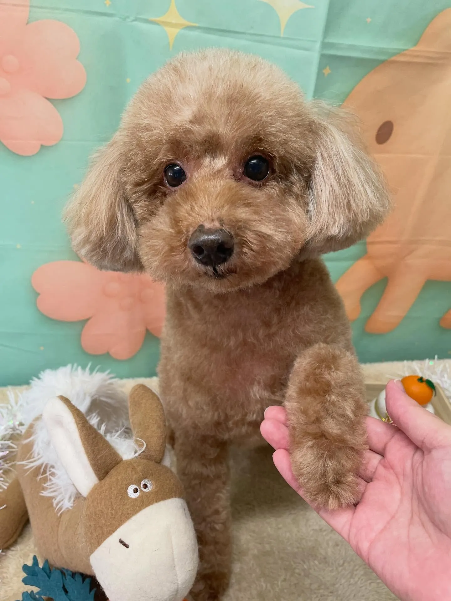 🍃1/13のトリミング🍃プードル🐶｜名東区・千種区・守山区の...