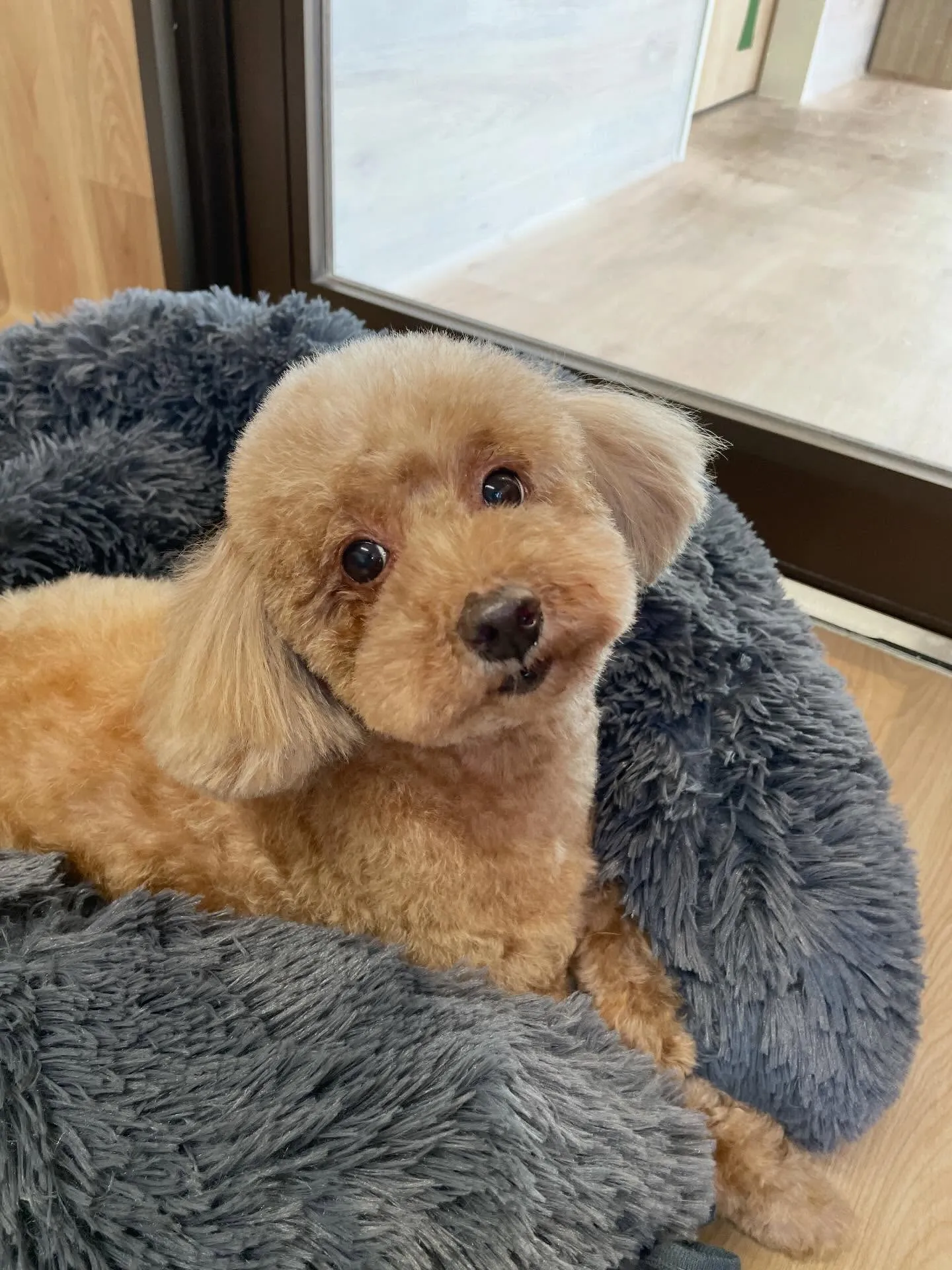 🍃1/13のトリミング🍃プードル🐶｜名東区・千種区・守山区の...