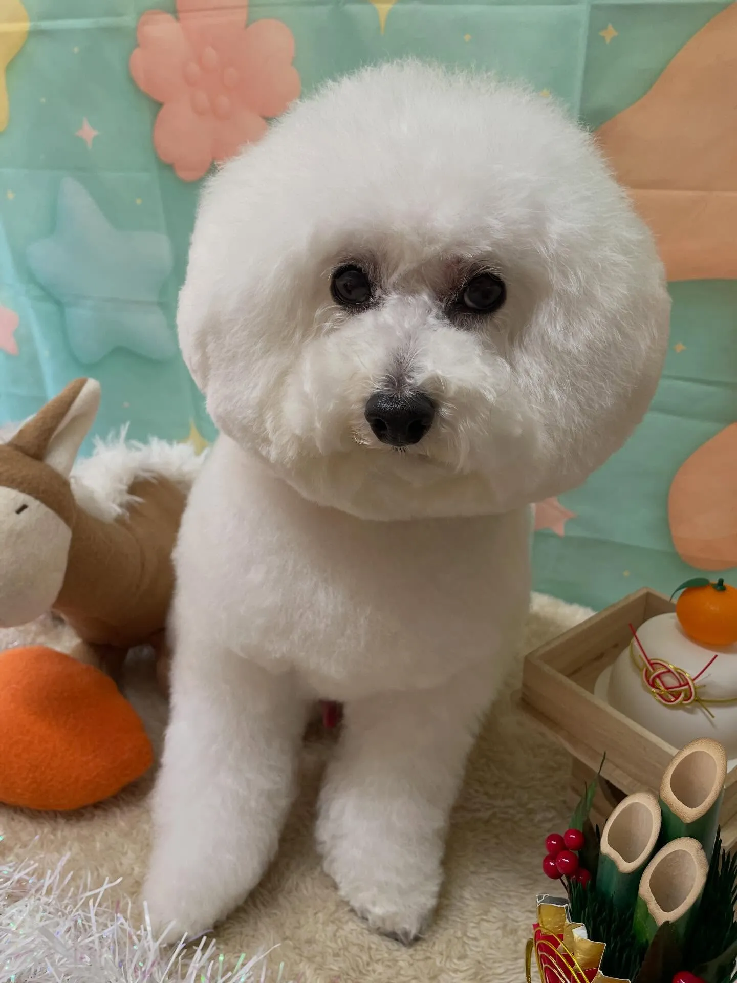 🍃1/13のトリミング🍃プードル🐶｜名東区・千種区・守山区の...