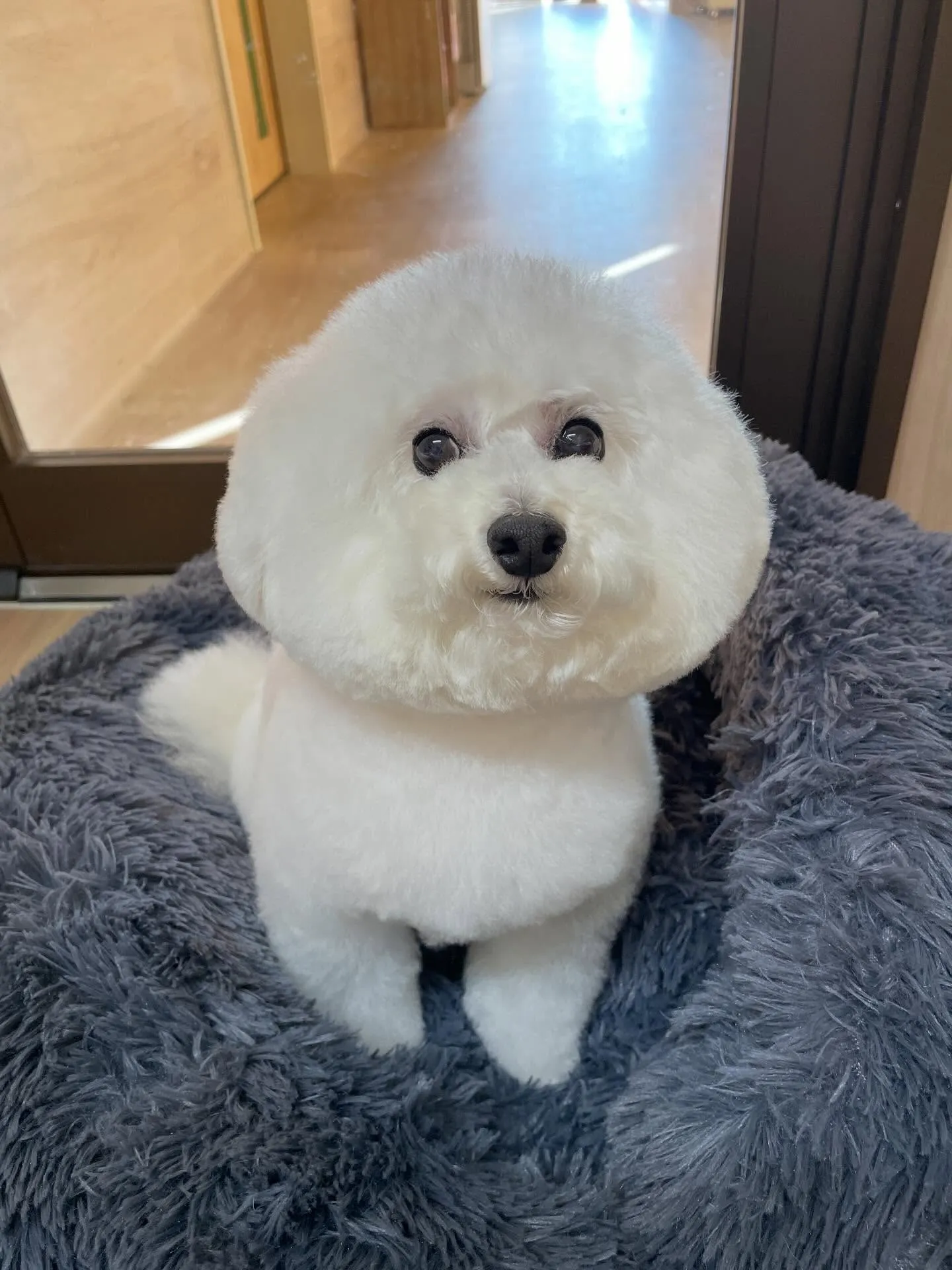 🍃1/13のトリミング🍃プードル🐶｜名東区・千種区・守山区の...