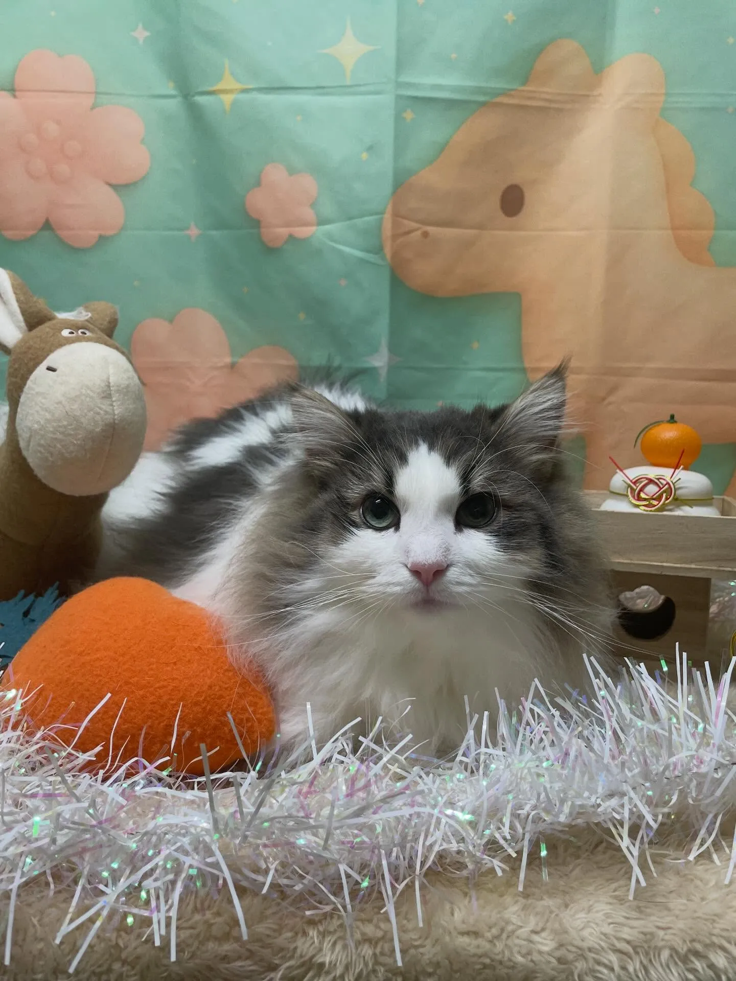 🍃1/13のトリミング🍃猫🐱｜名東区・千種区・守山区の動物病...