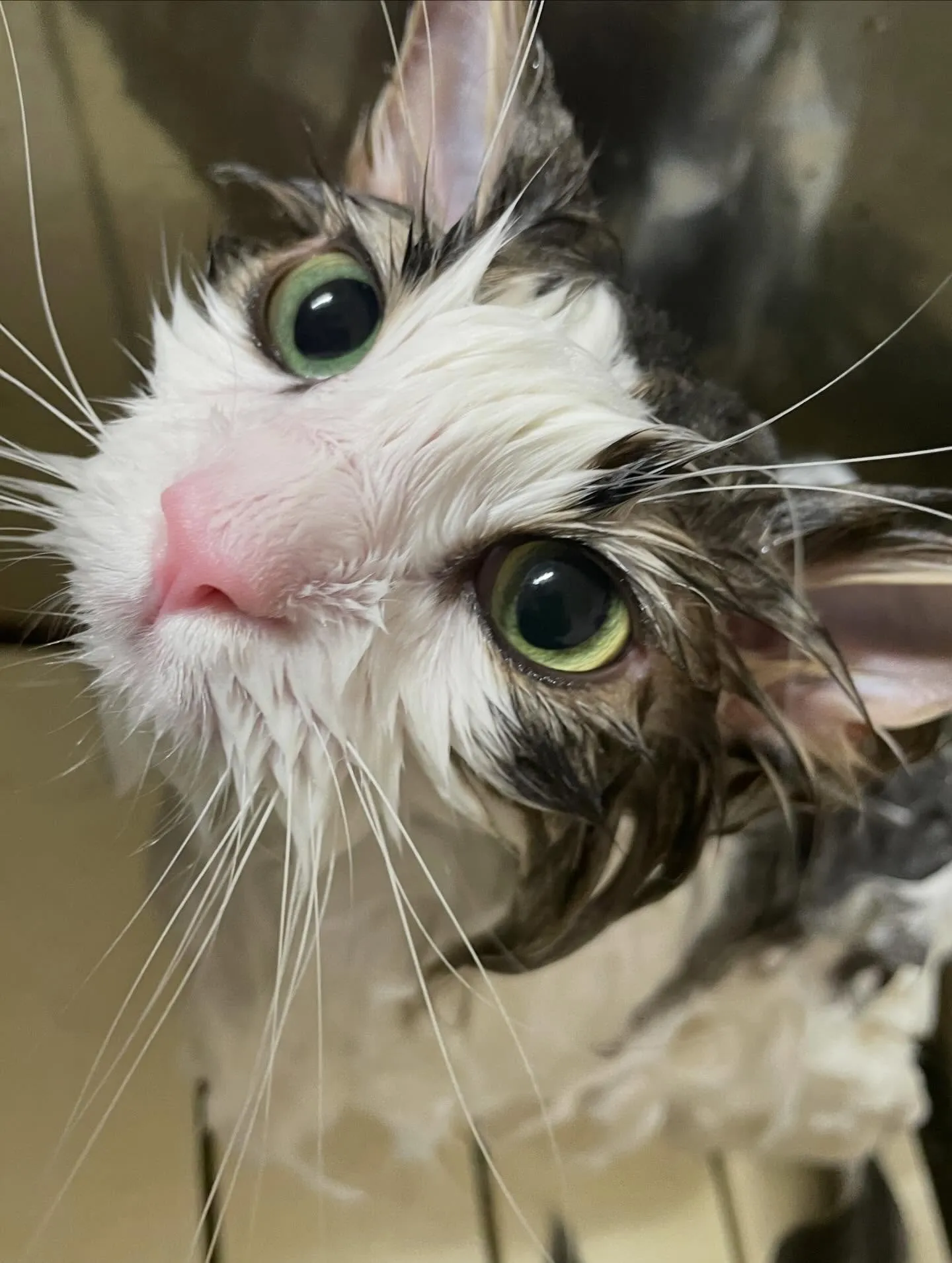 🍃1/13のトリミング🍃猫🐱｜名東区・千種区・守山区の動物病...