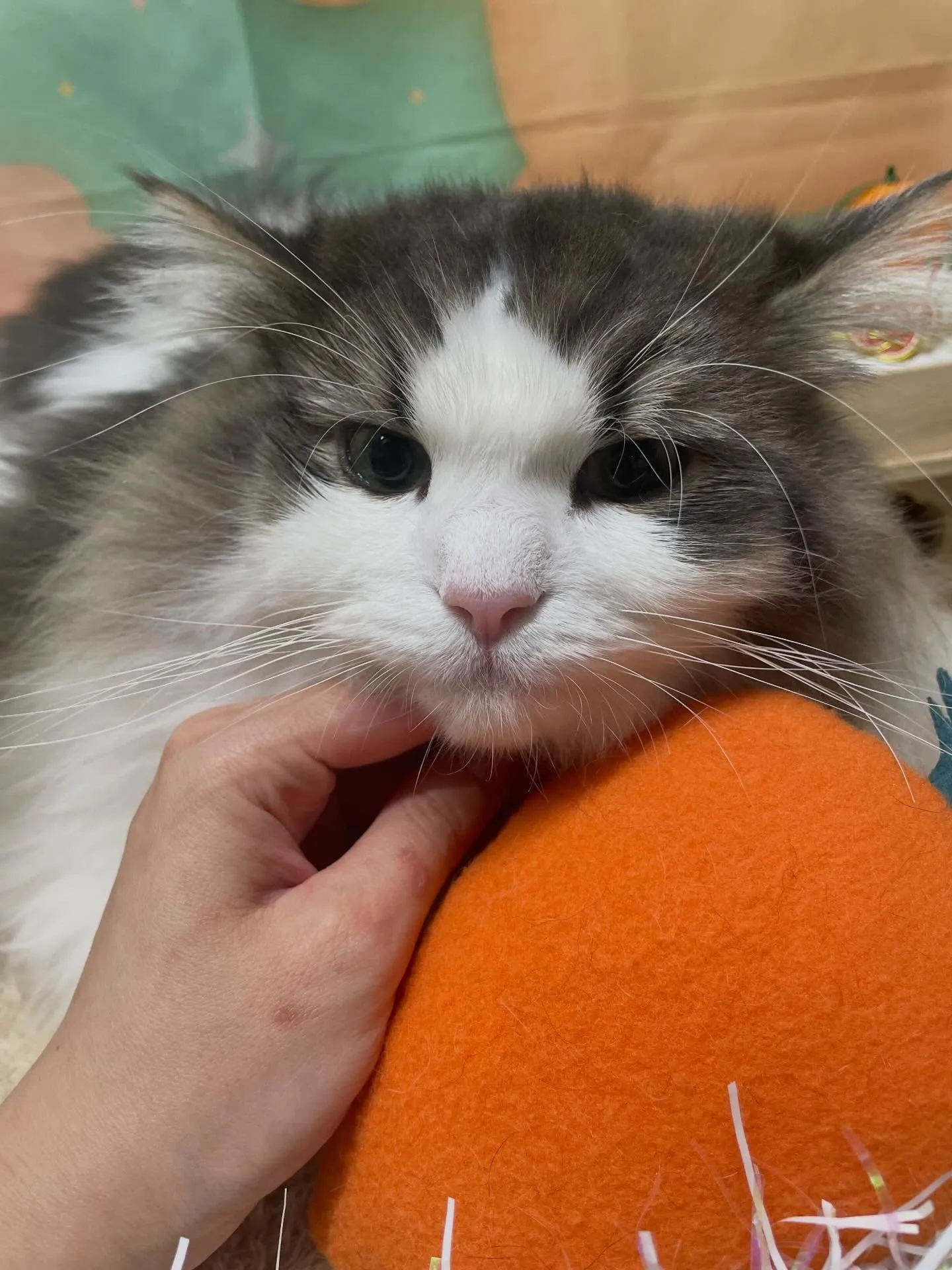 🍃1/13のトリミング🍃猫🐱｜名東区・千種区・守山区の動物病...