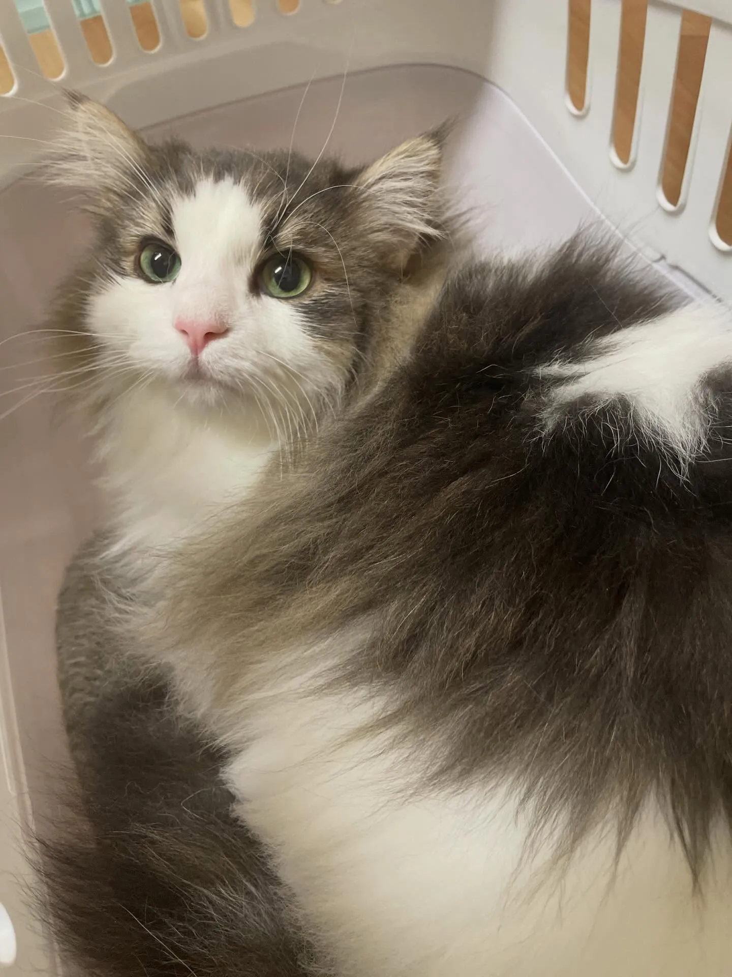 🍃1/13のトリミング🍃猫🐱｜名東区・千種区・守山区の動物病...