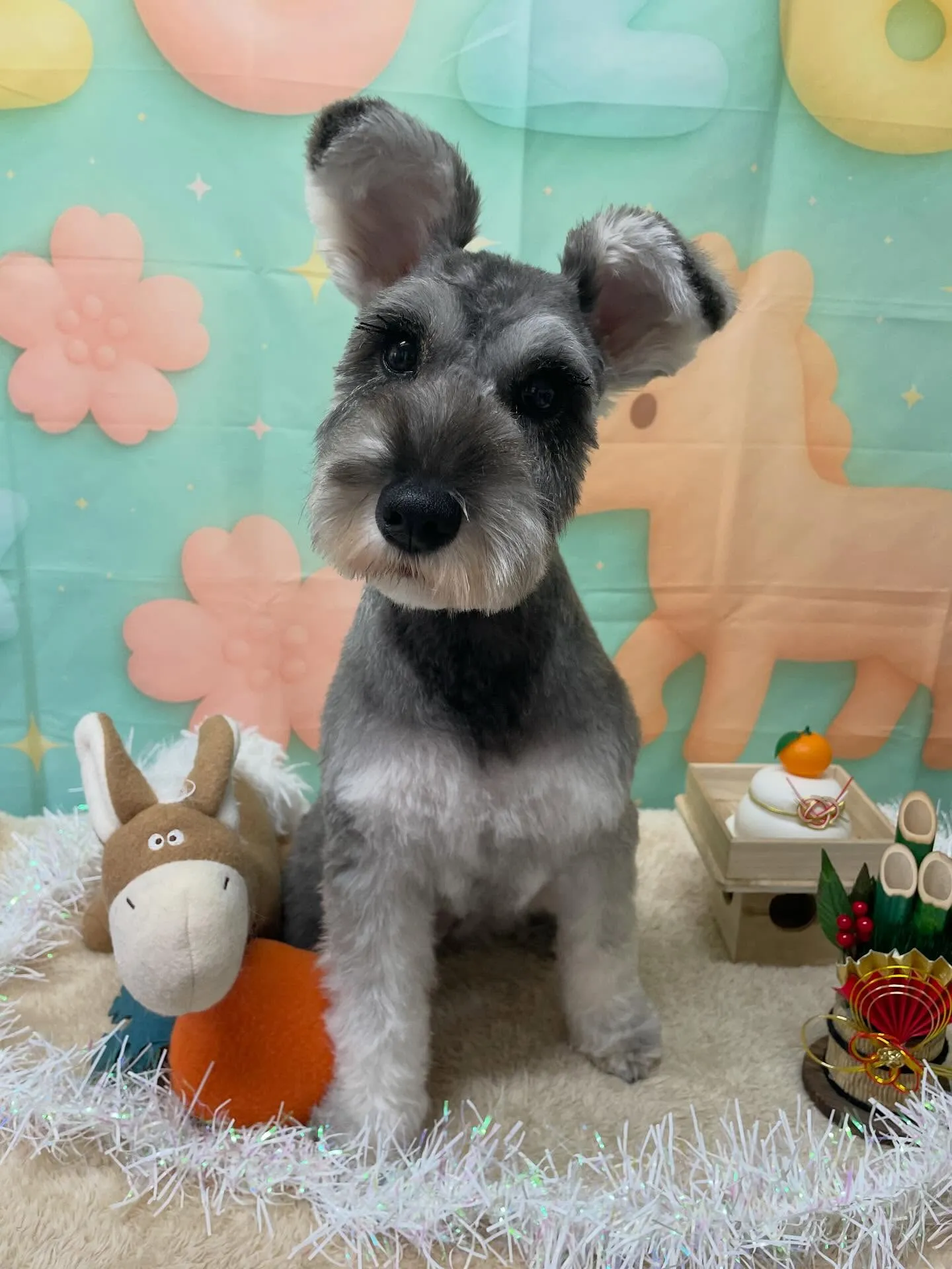 🍃1/14のトリミング🍃シュナウザー🐶｜名東区・千種区・守山...