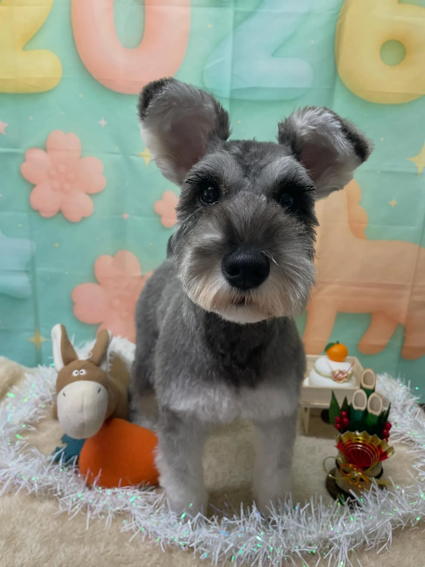 🍃1/14のトリミング🍃シュナウザー🐶｜名東区・千種区・守山...